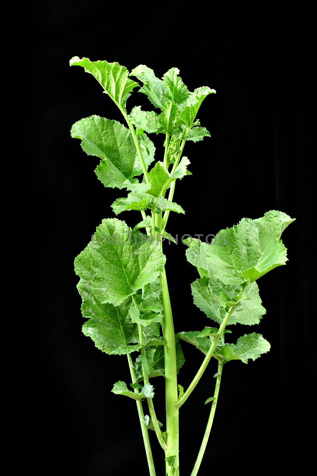 Top green leaves of mustard plant on black background