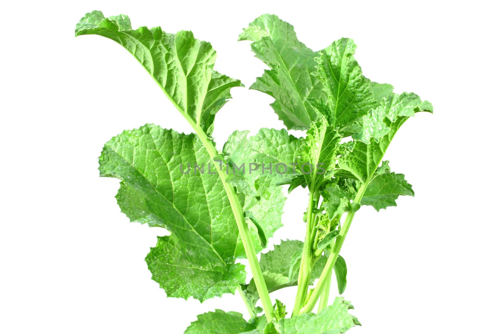 Top green leaves of mustard plant on white background