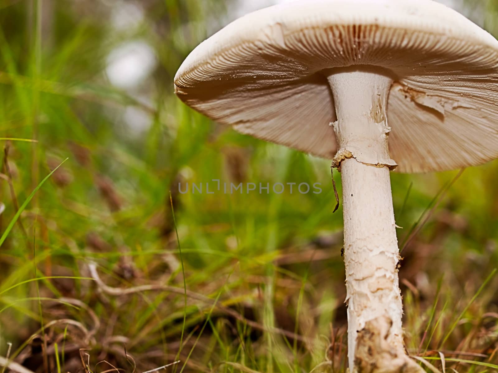 healthy mushroom fungi close up