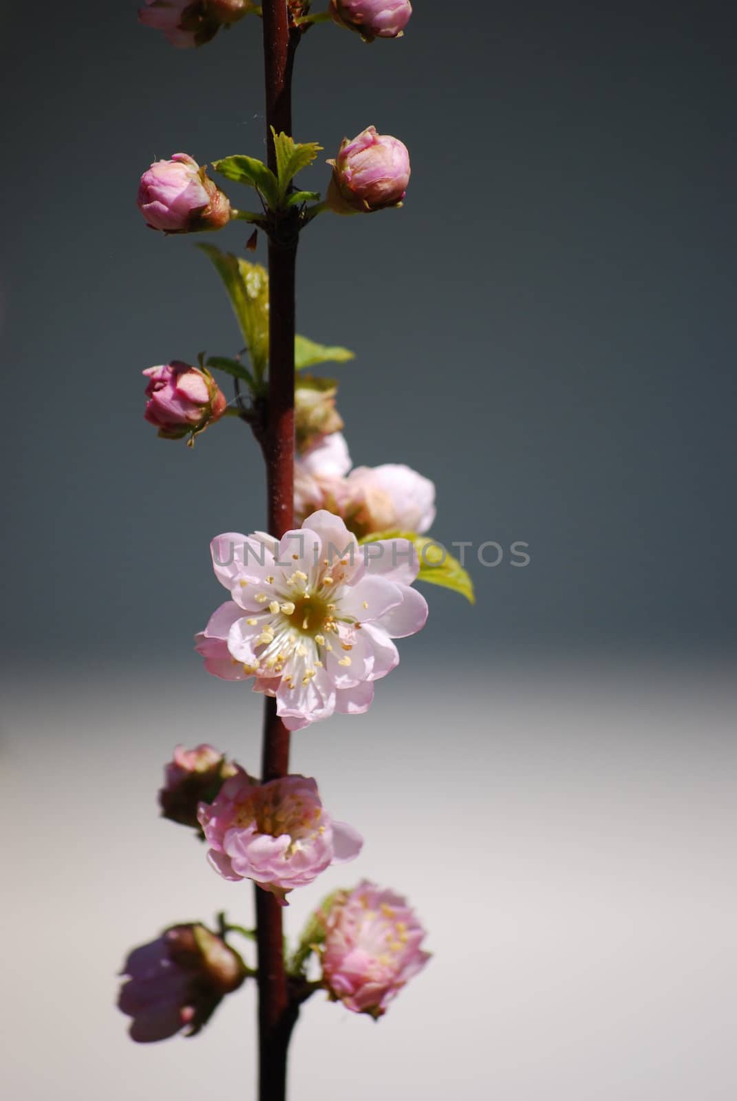 blooming cherry tree