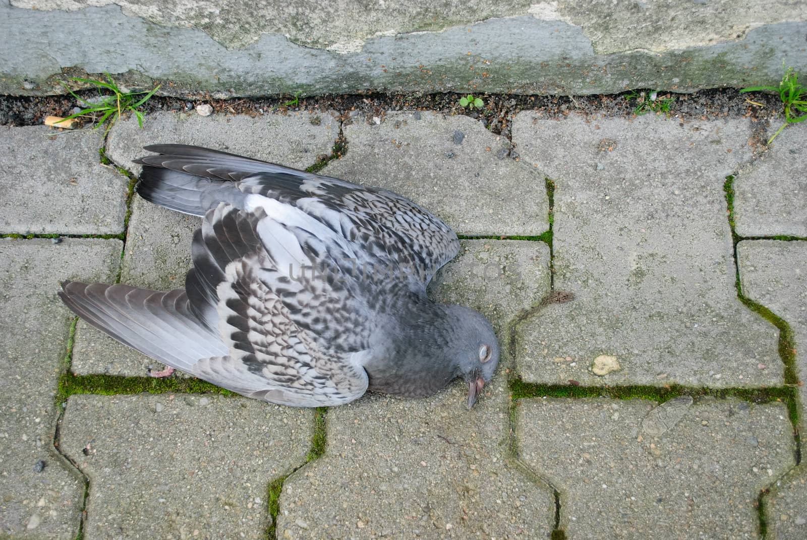 dead pigeon