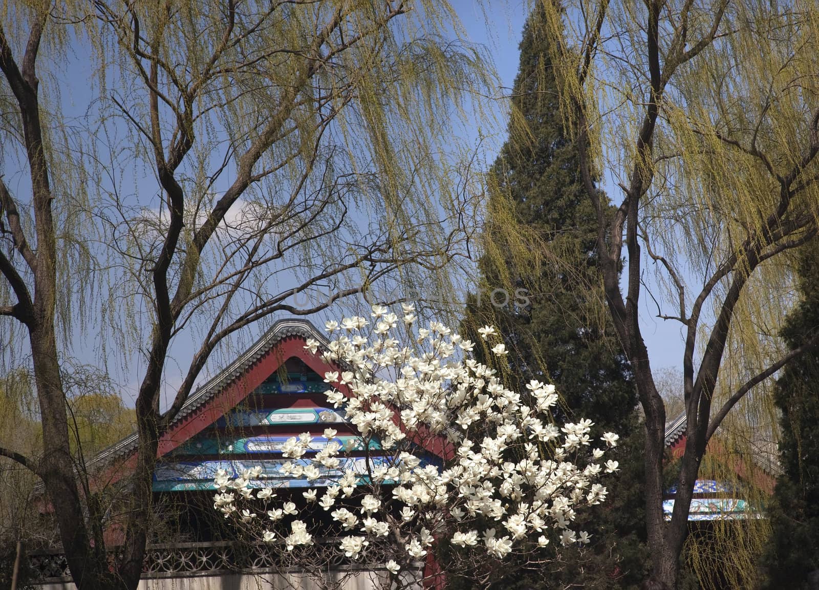 Wite Magnolias Green Willows Spring Summer Palace Beijing China