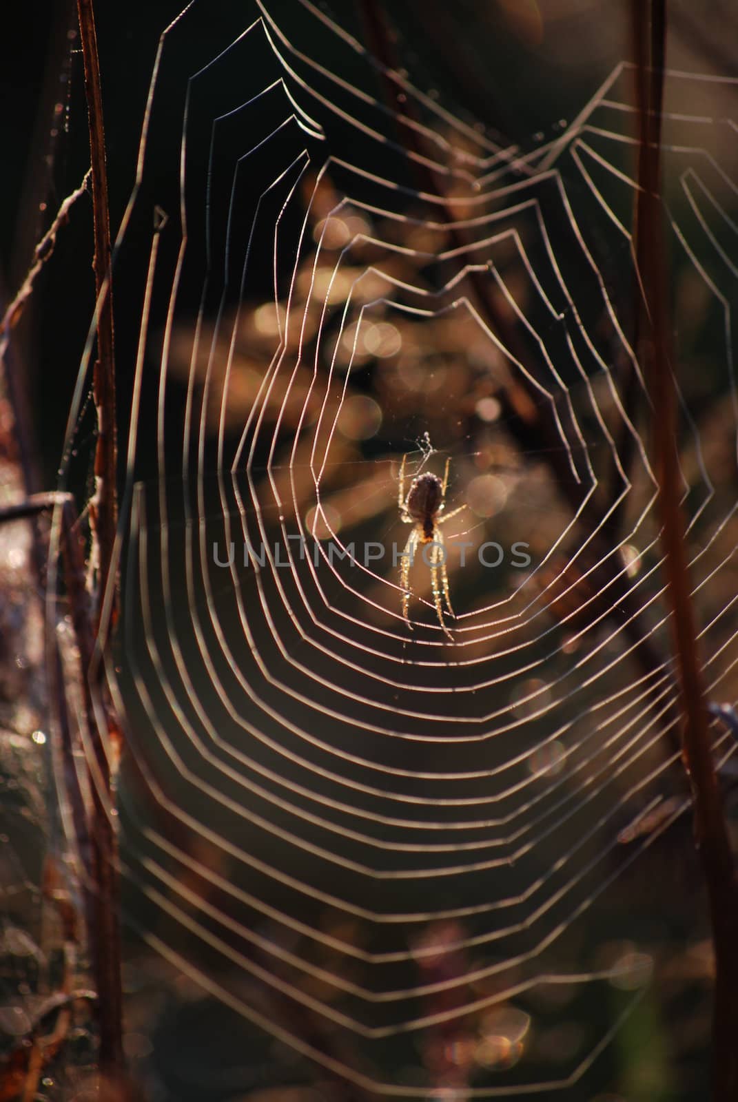 spider web