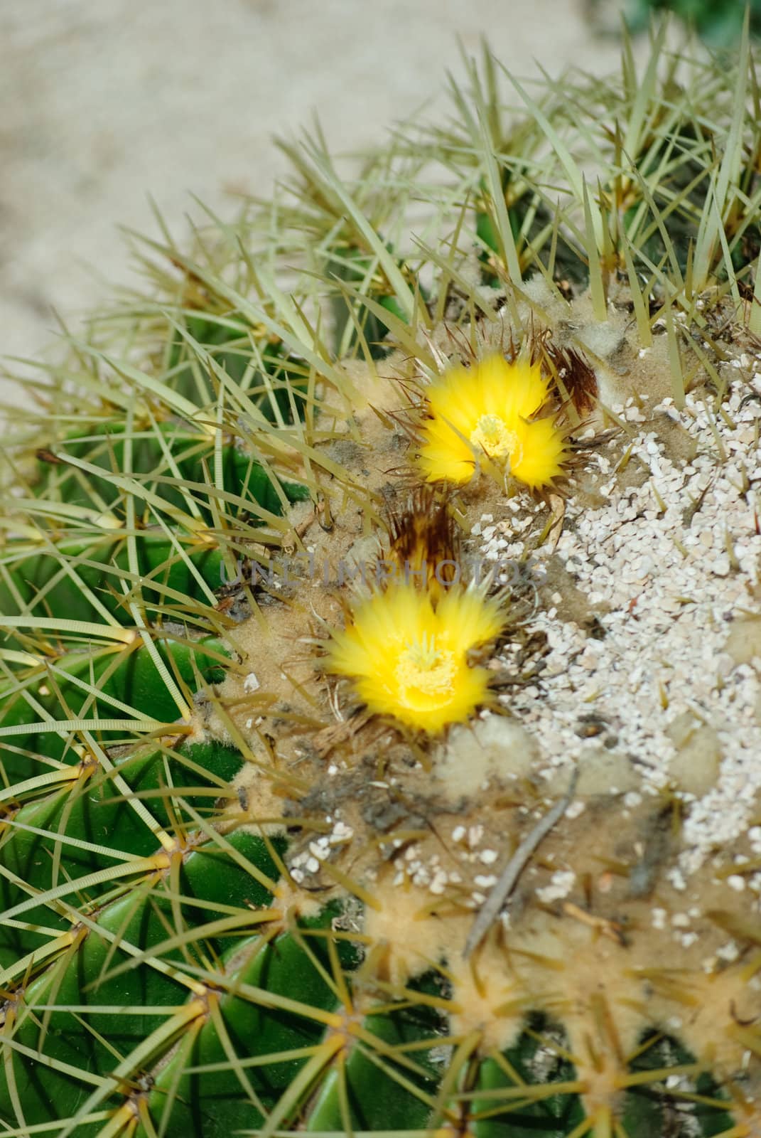 cactus