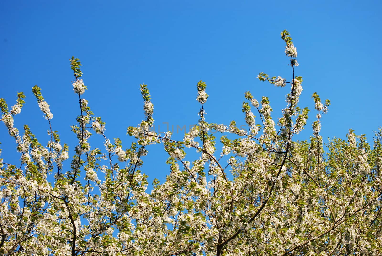 blooming cherry tree
