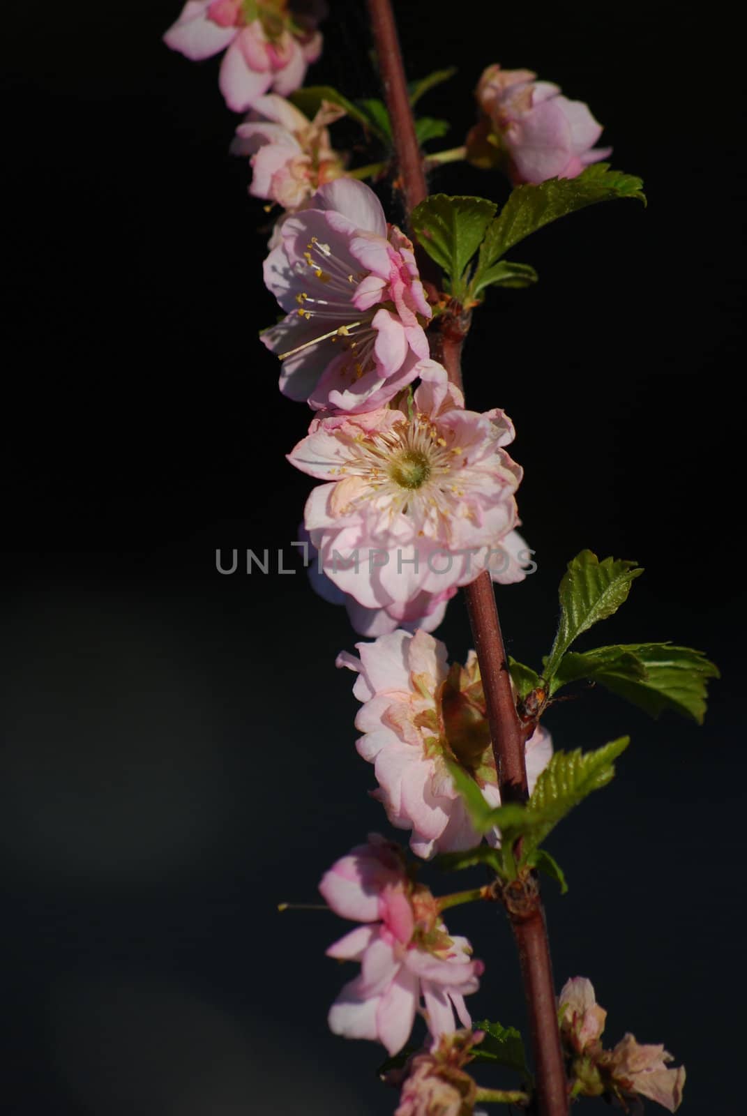 blooming cherry tree