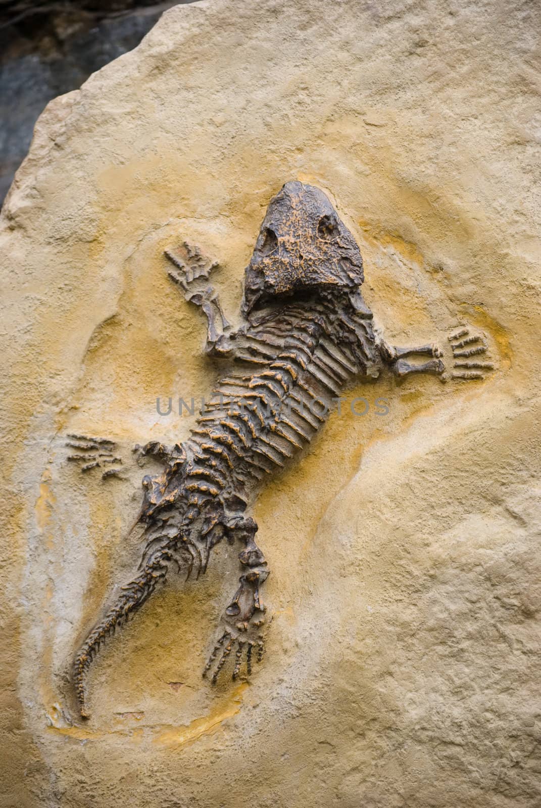 fossil