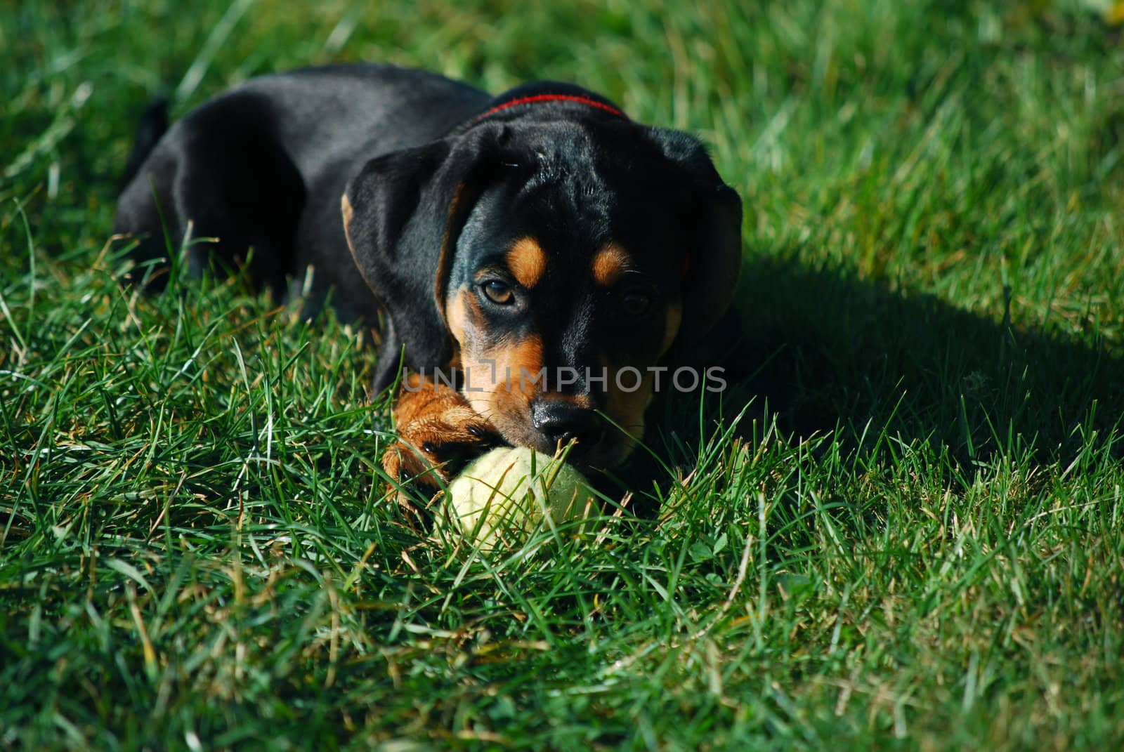 puppy