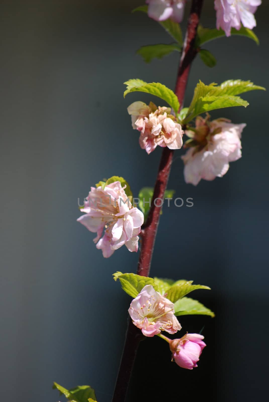 blooming cherry tree
