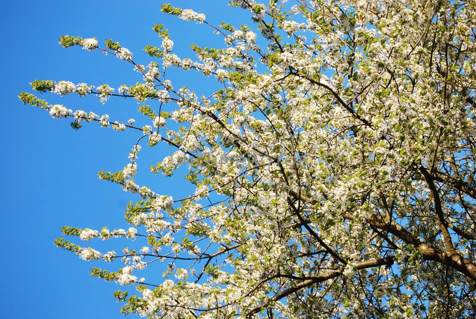 blooming cherry tree