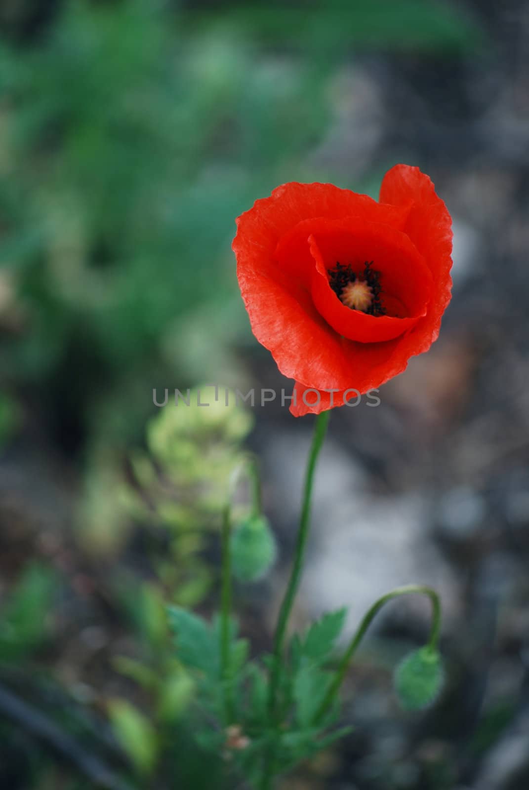 corn poppy