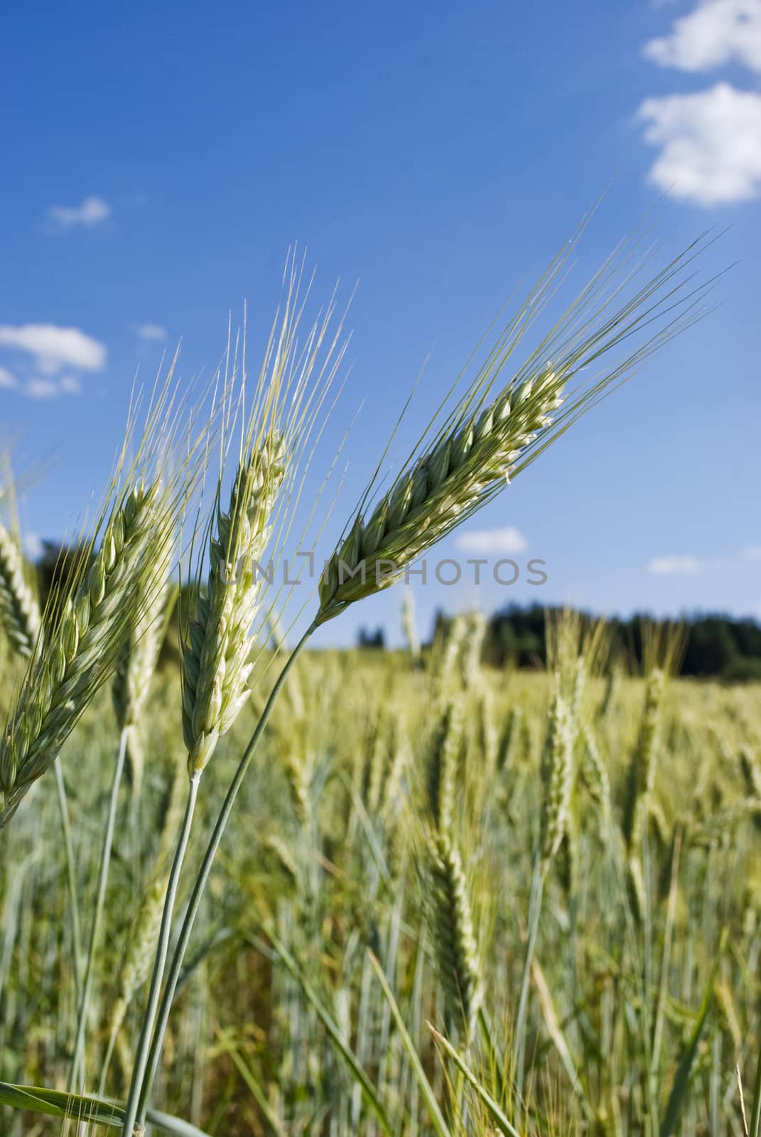 grain
