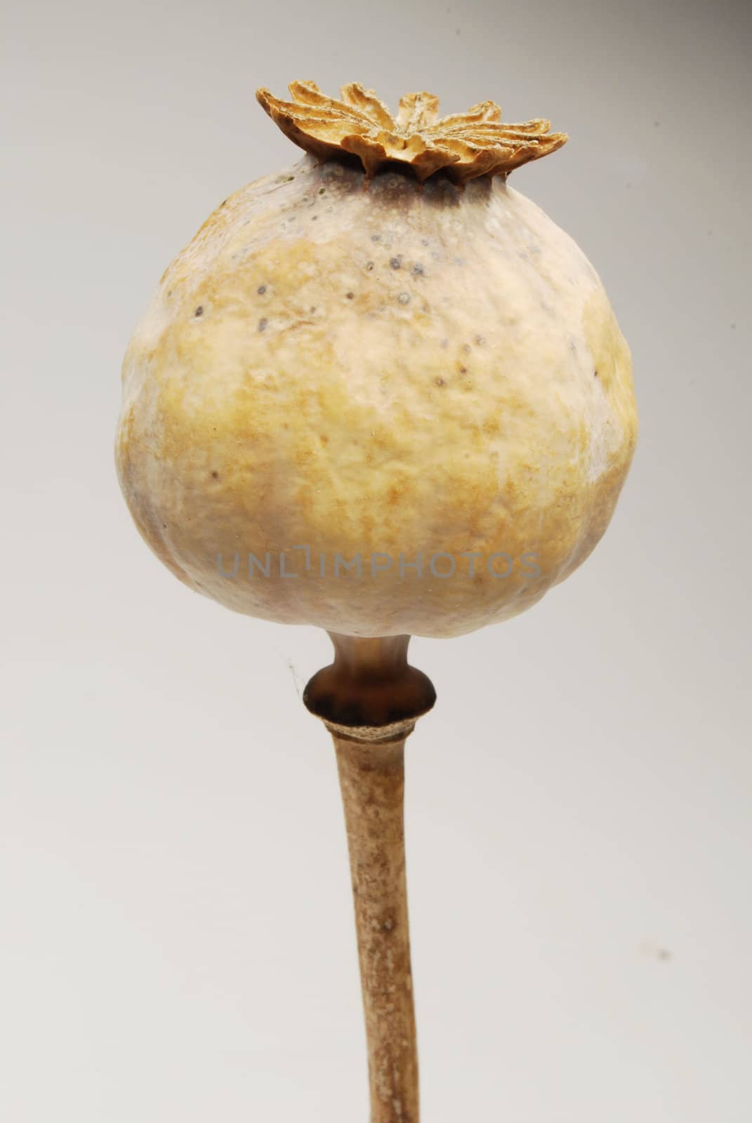 poppy head