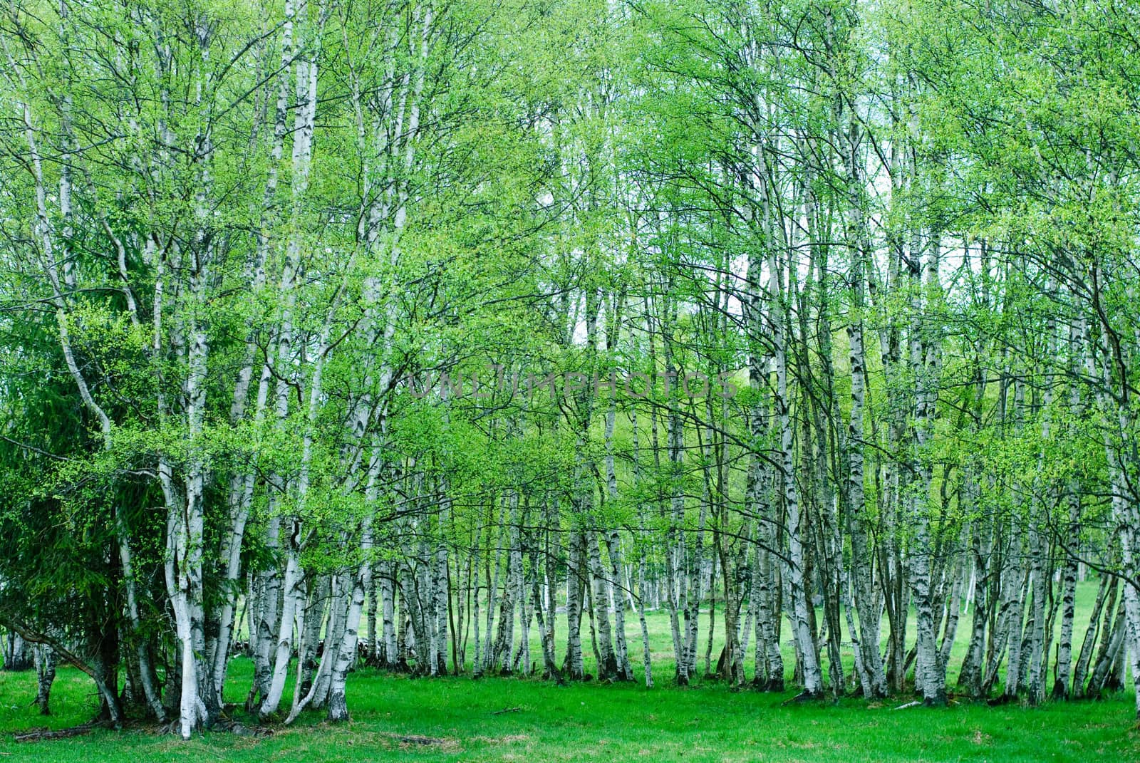 birches