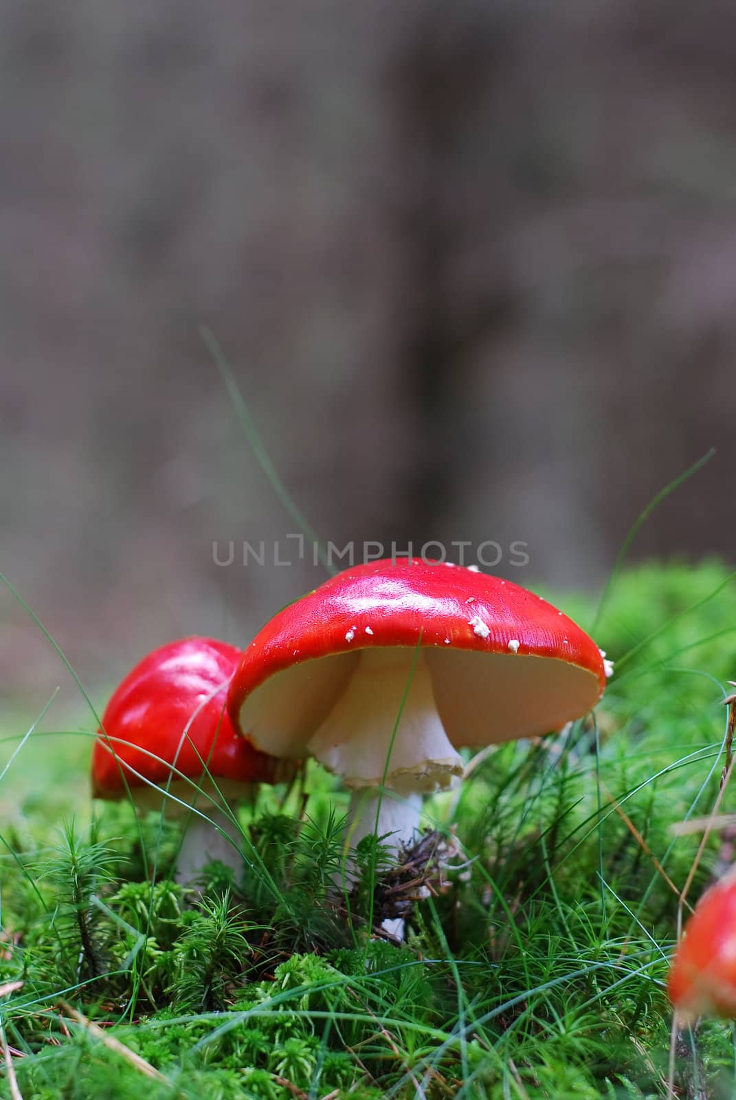 fly agaric