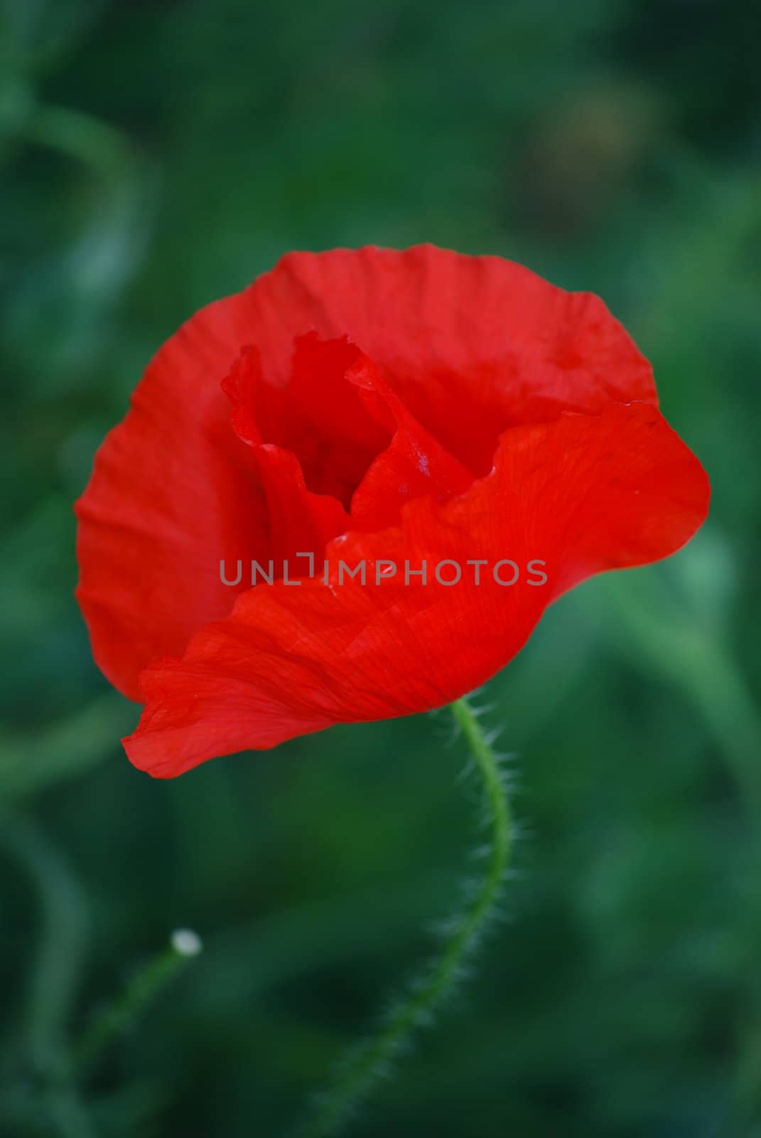 corn poppy