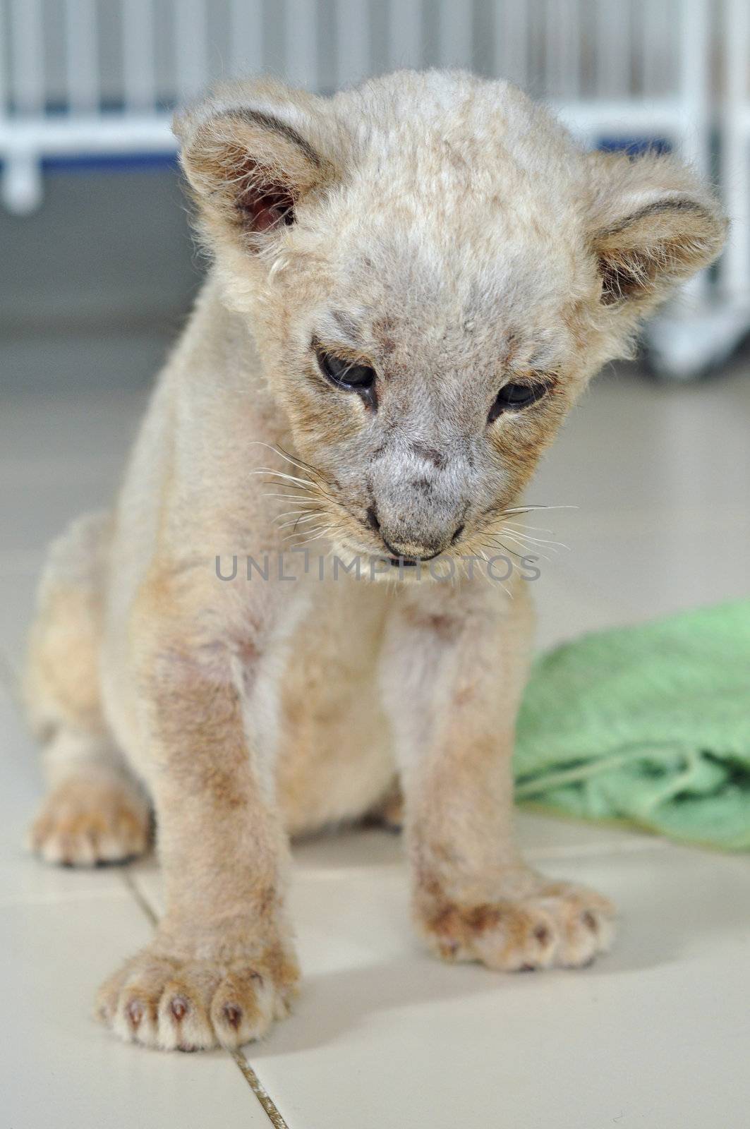 the lion giving birth to a litter of one to four cubs in a secluded den usually away from the rest of the pride.
