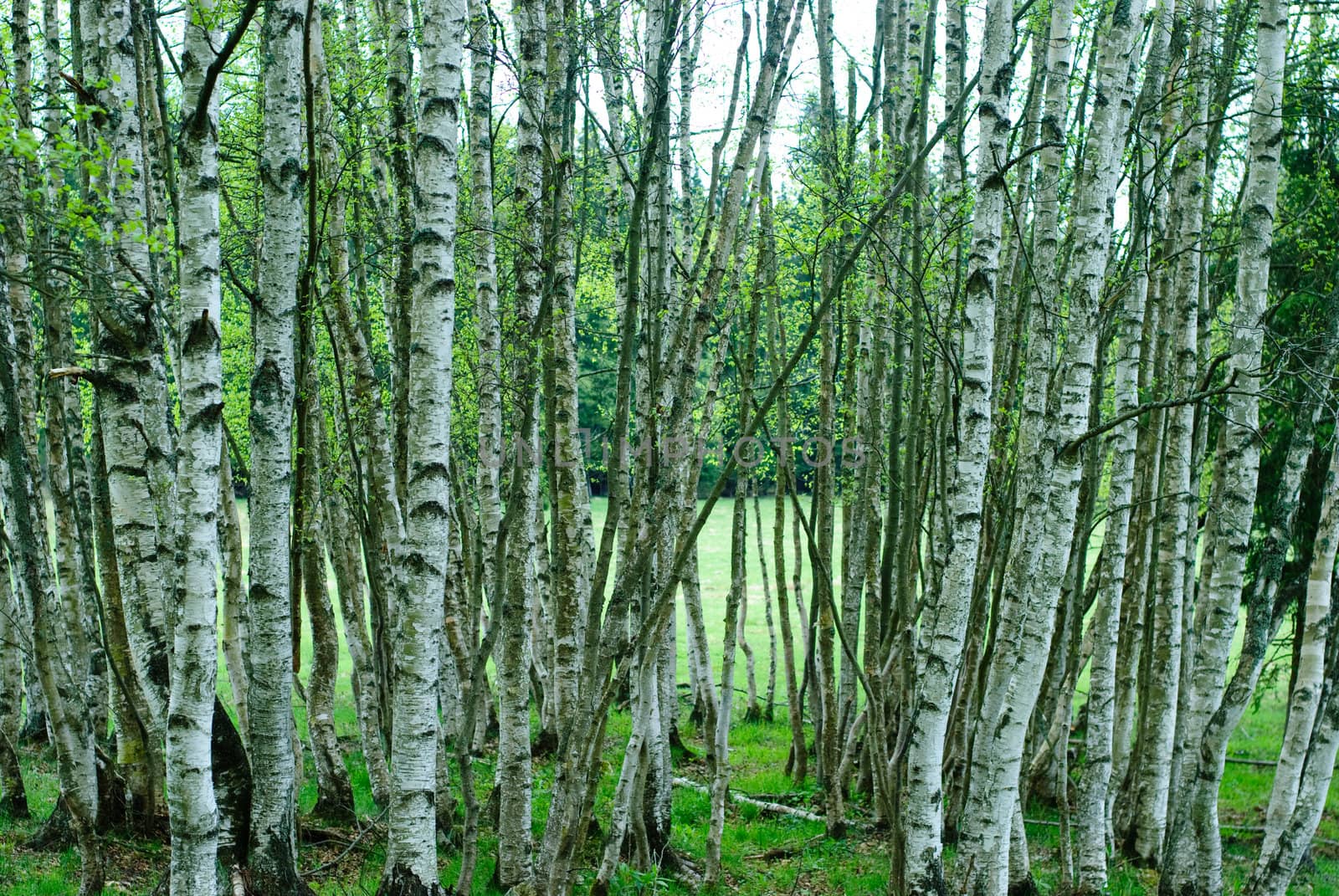 birches