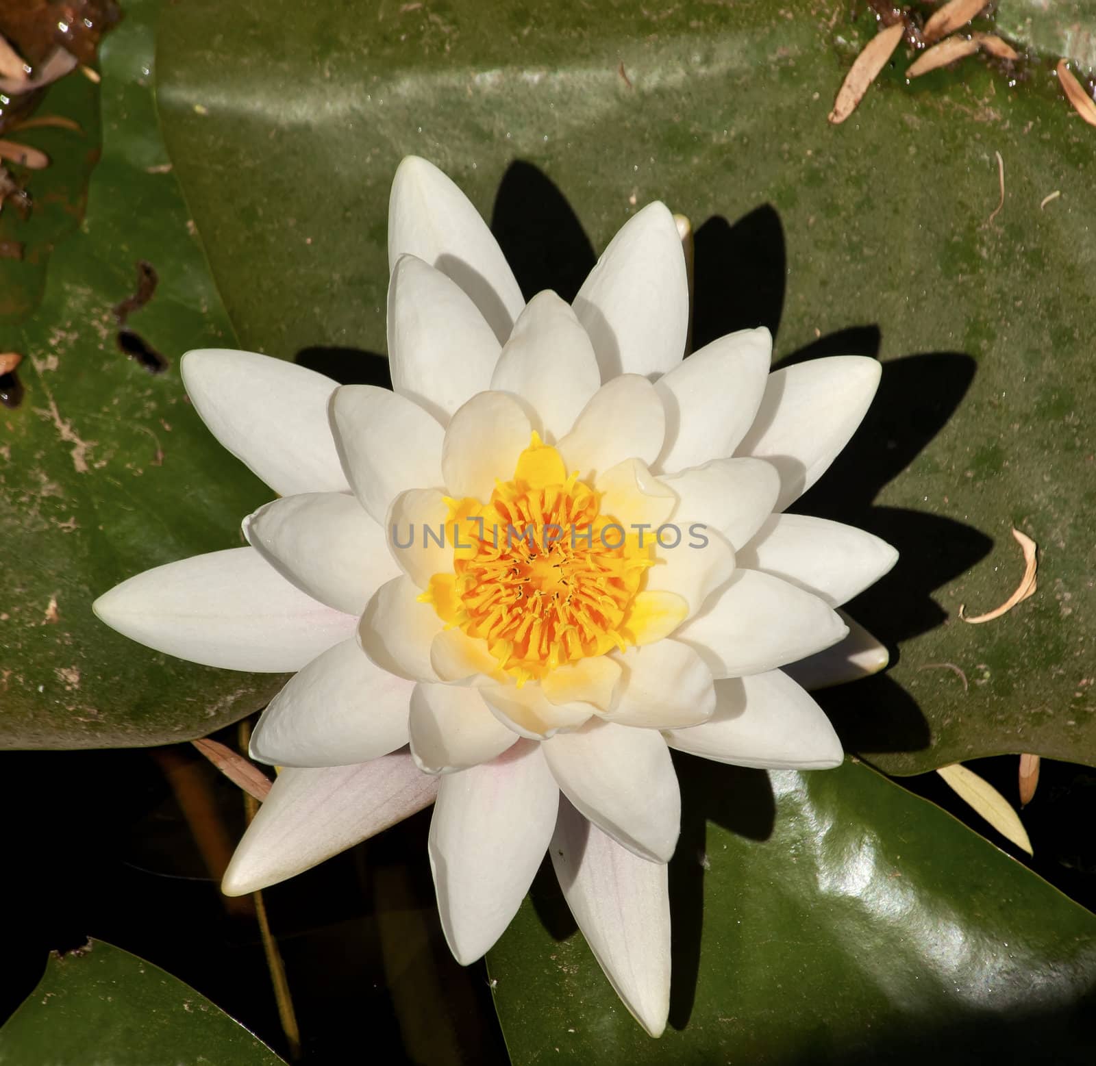 White Water Lilly Beijing China