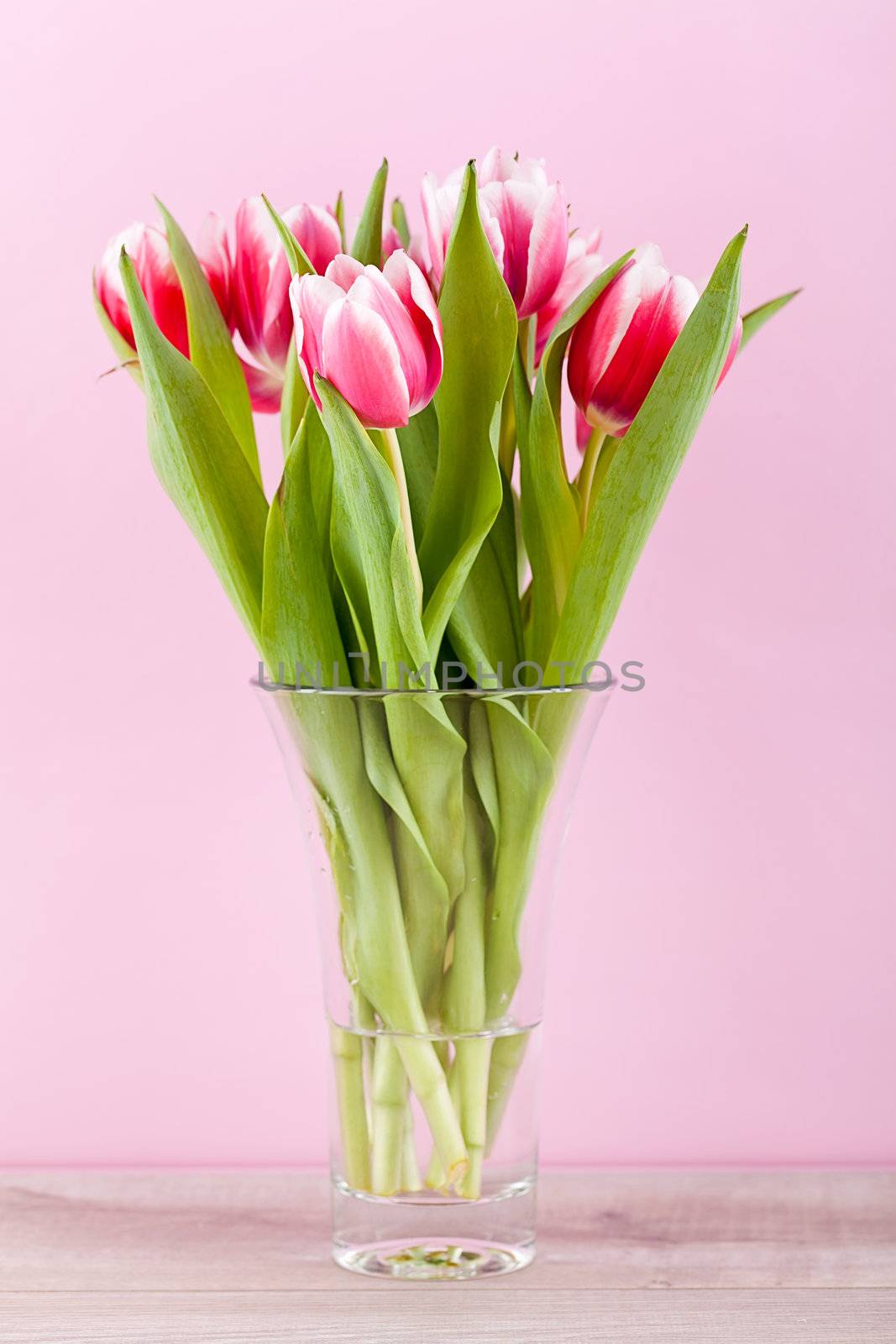 pink and white tulips present ribbon easter birthday symbol festive