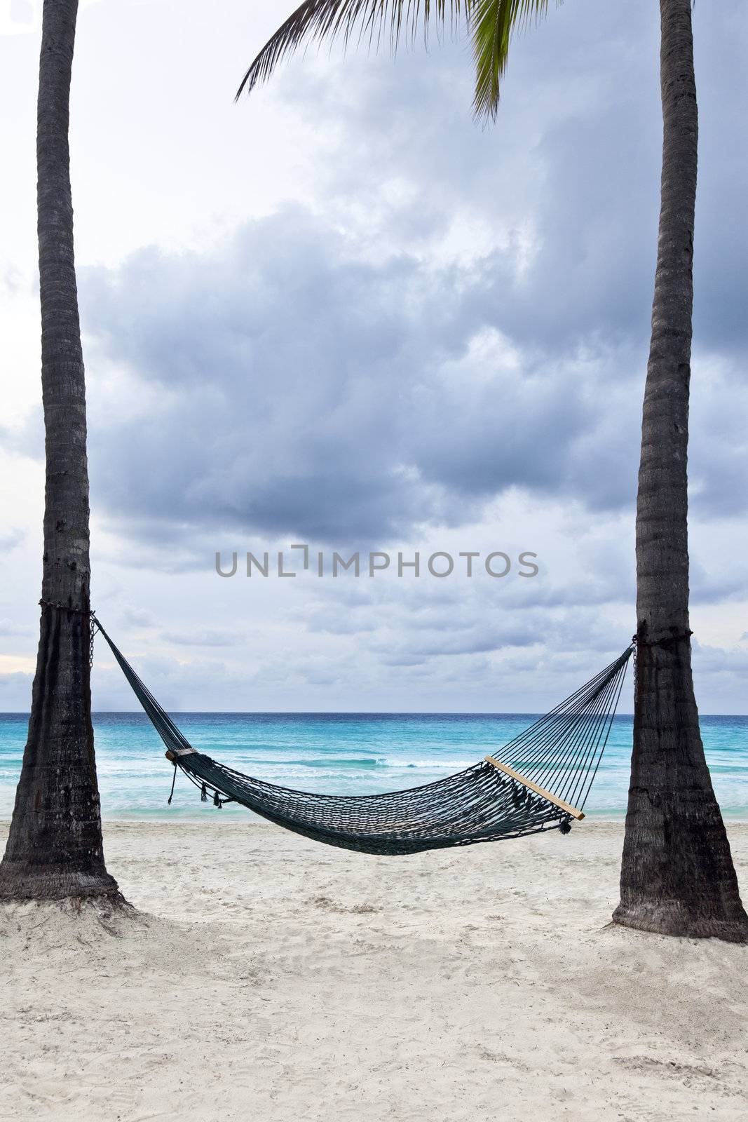 A hammock between two tall palm trees beside the ocean.