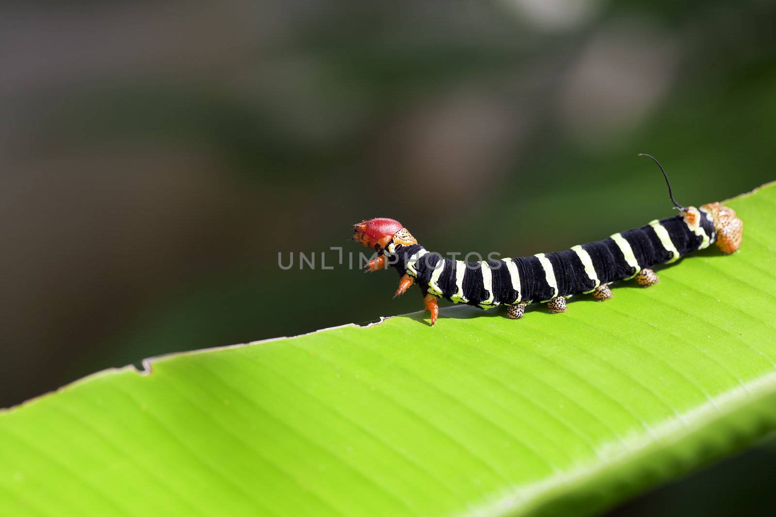 A close up shot of a colorful caterpillar (Pseudosphinx tetrio) shot in tropical Jamaica.