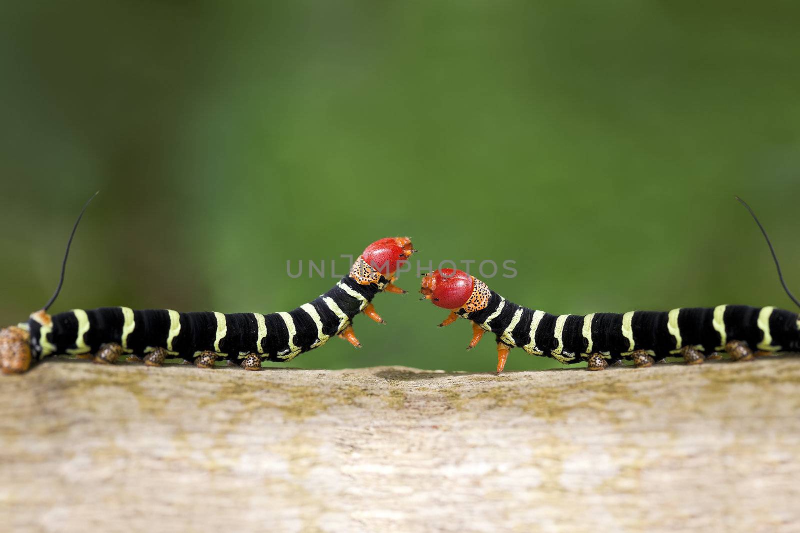 A close up shot of a two colorful caterpillars (Pseudosphinx tetrio) as they cross paths ready to fight or mate. Image was shot in Jamaica.