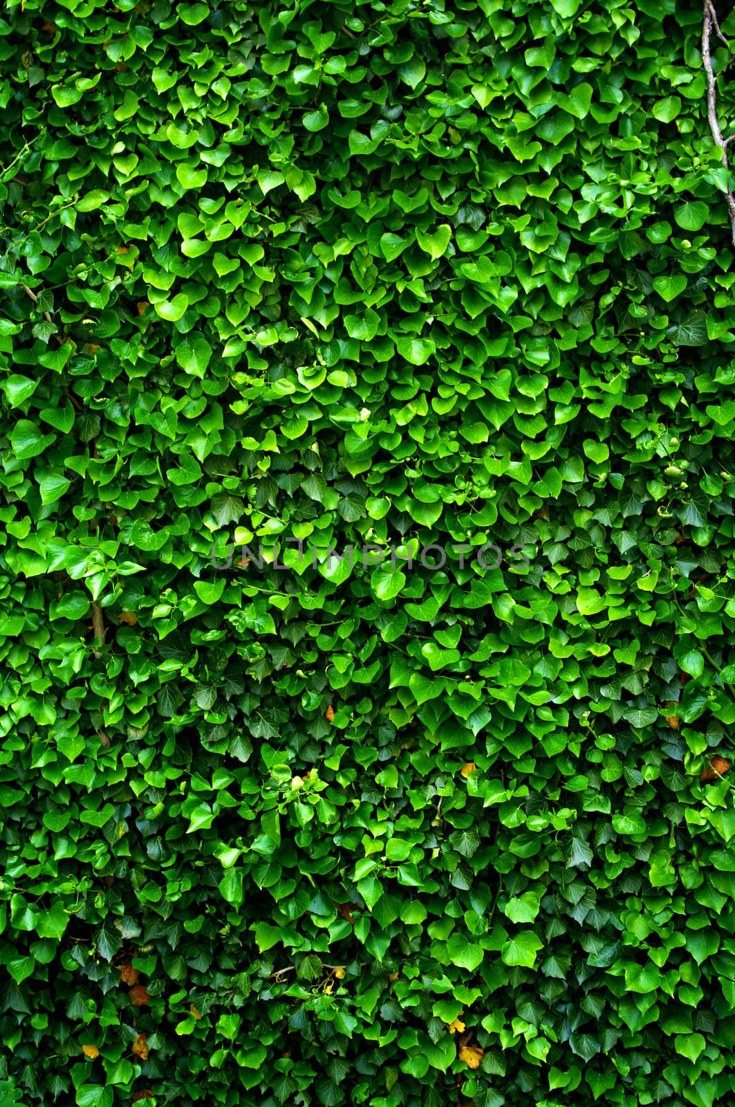 Wall full of green ivy leaves