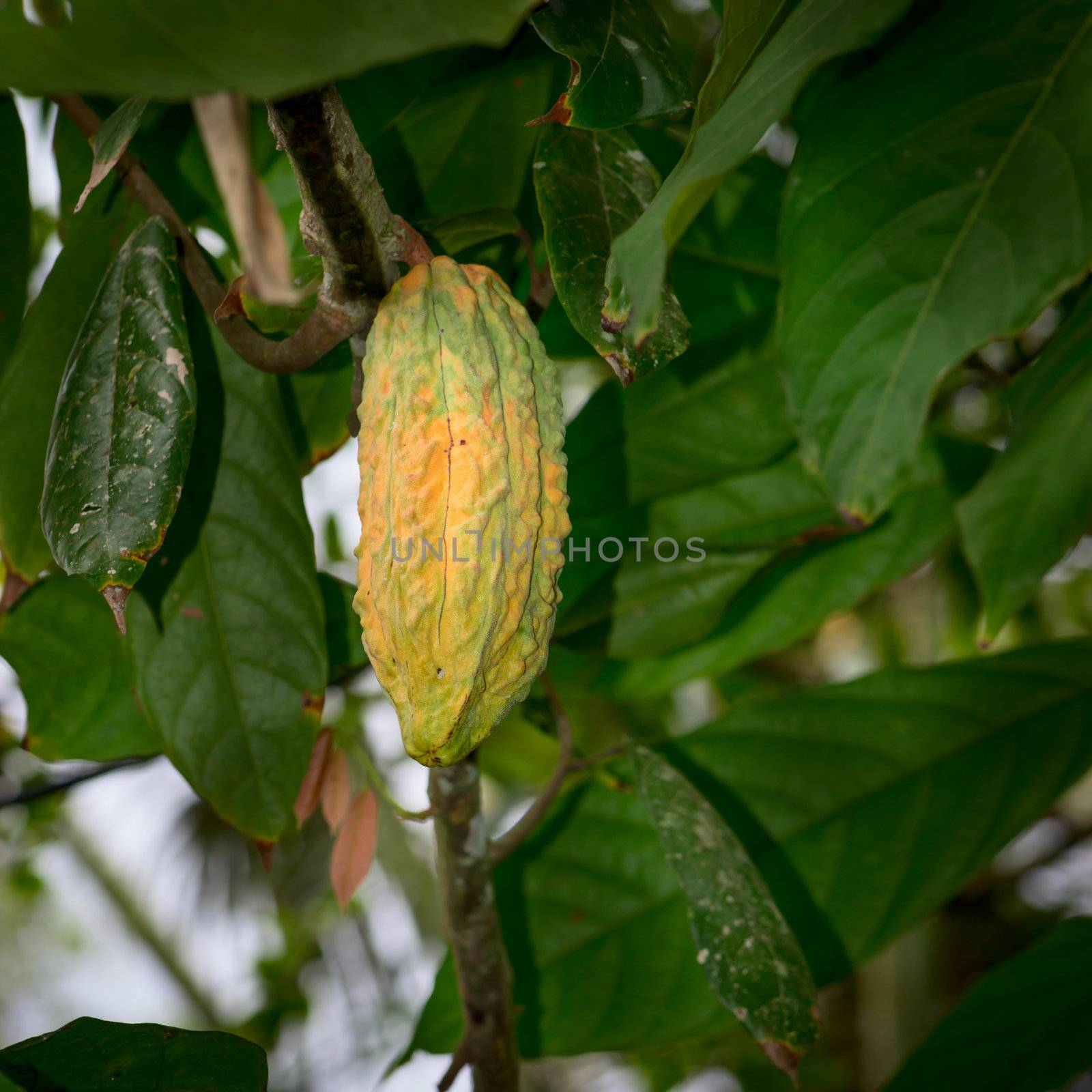 Cocoa tree (chocolate tree) with yellow pod, Bali island, Indonesia 