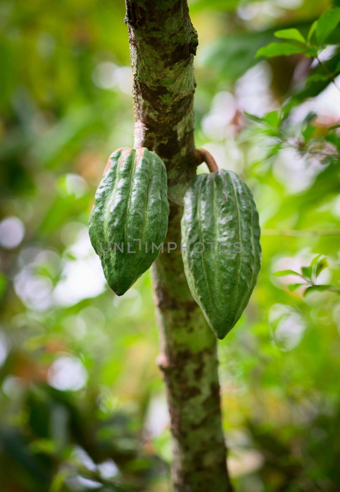 Cocoa tree (chocolate tree) with two green pods, Bali island, Indonesia 