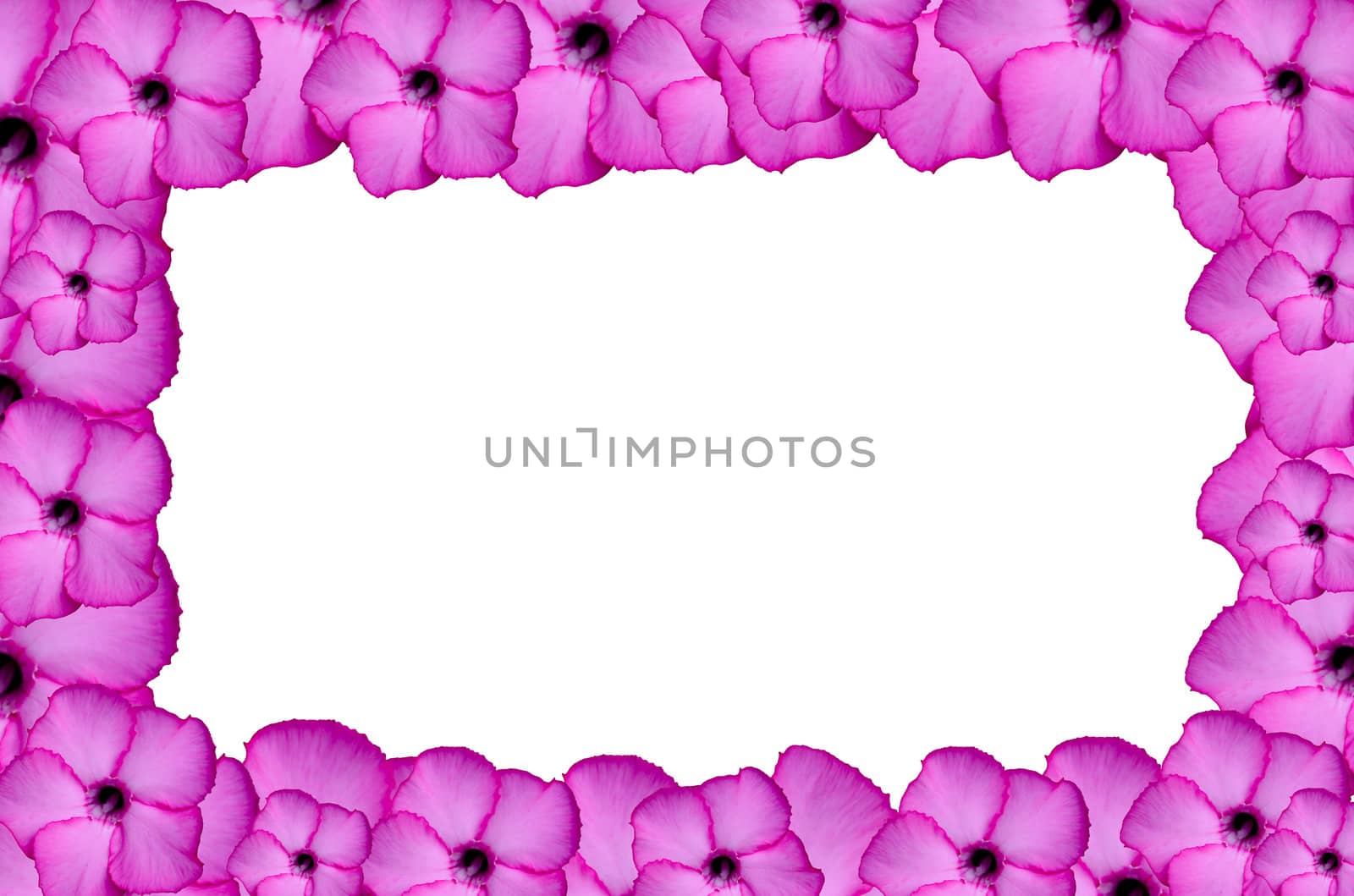 Closeup of Pink Bigononia or Desert Rose (tropical flower) on black background