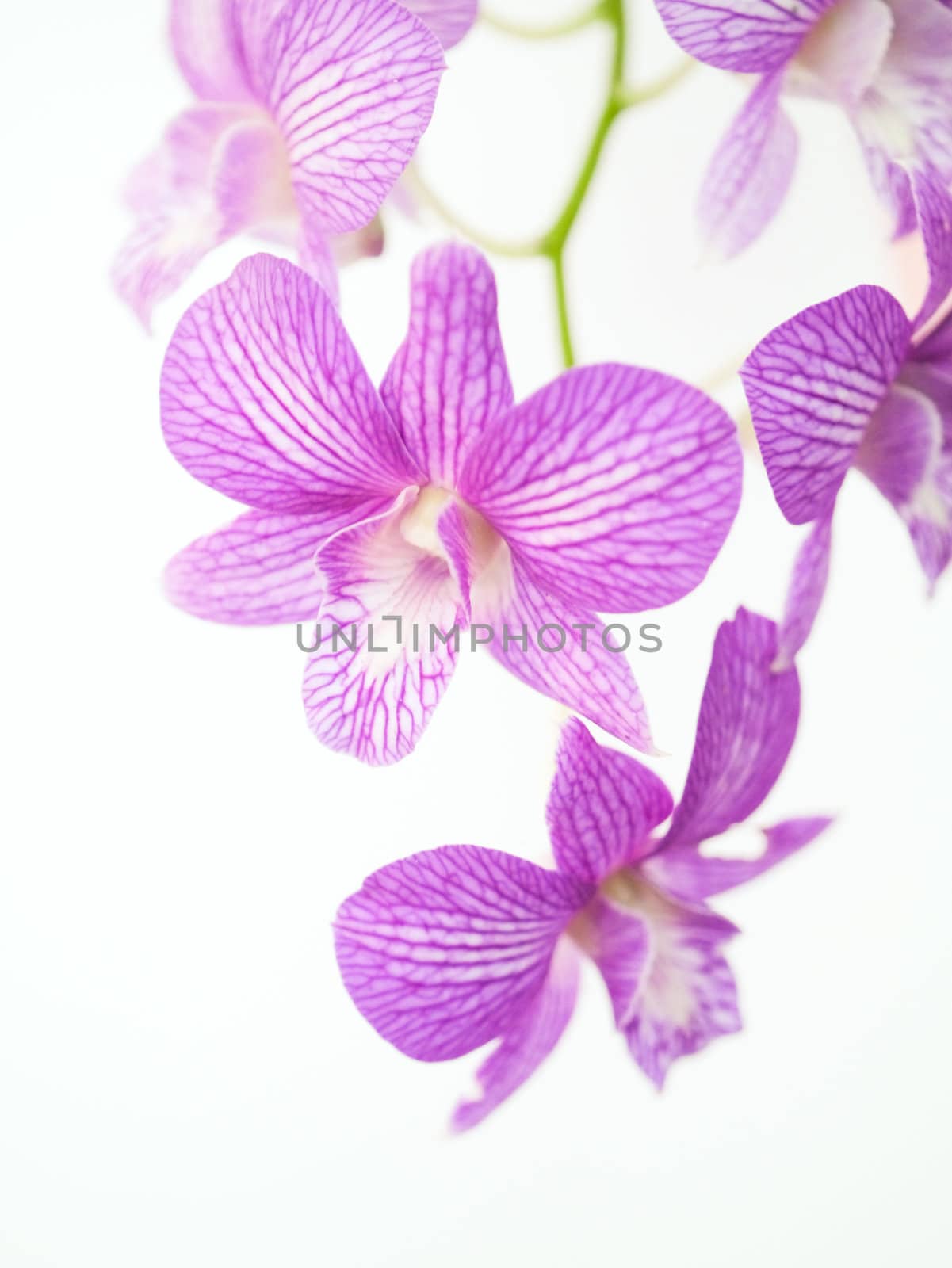Pink orchids on white background. by Noppharat_th