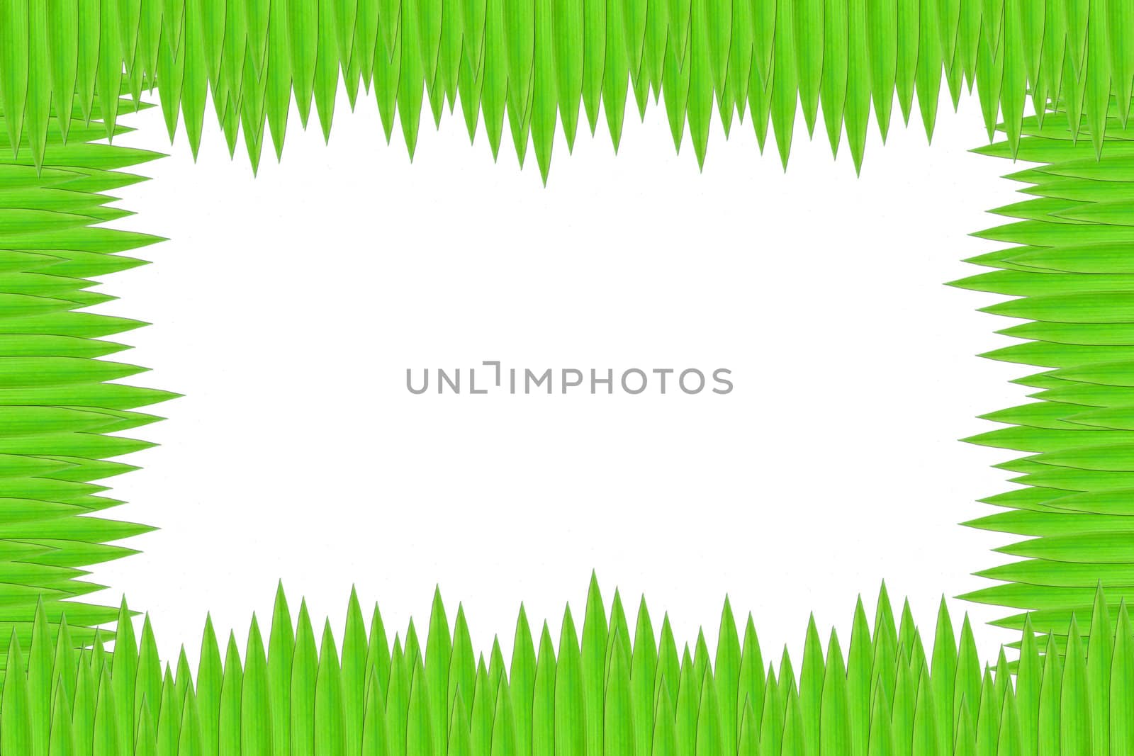 Green leaves on isolate white background. by Noppharat_th