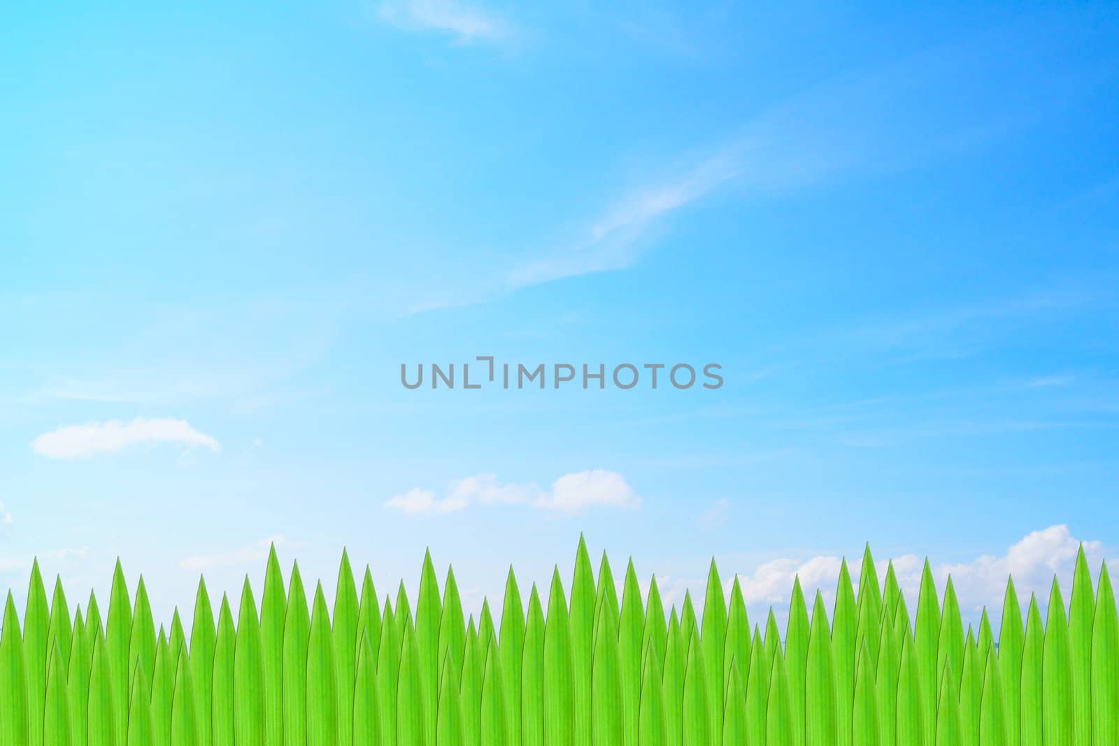 Green leaves on isolate sky background.
