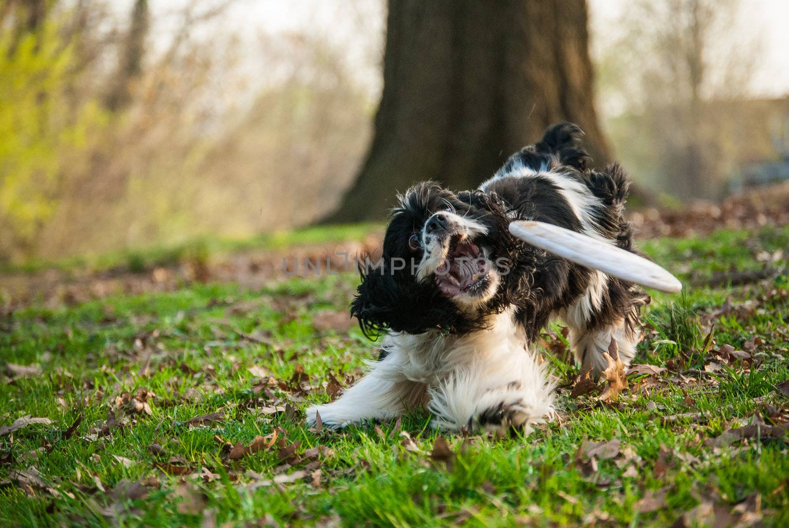 Photograph of a cocker spaniel attempting to catch a frisbee.  Stopped motion.  Photograph taken in a park.