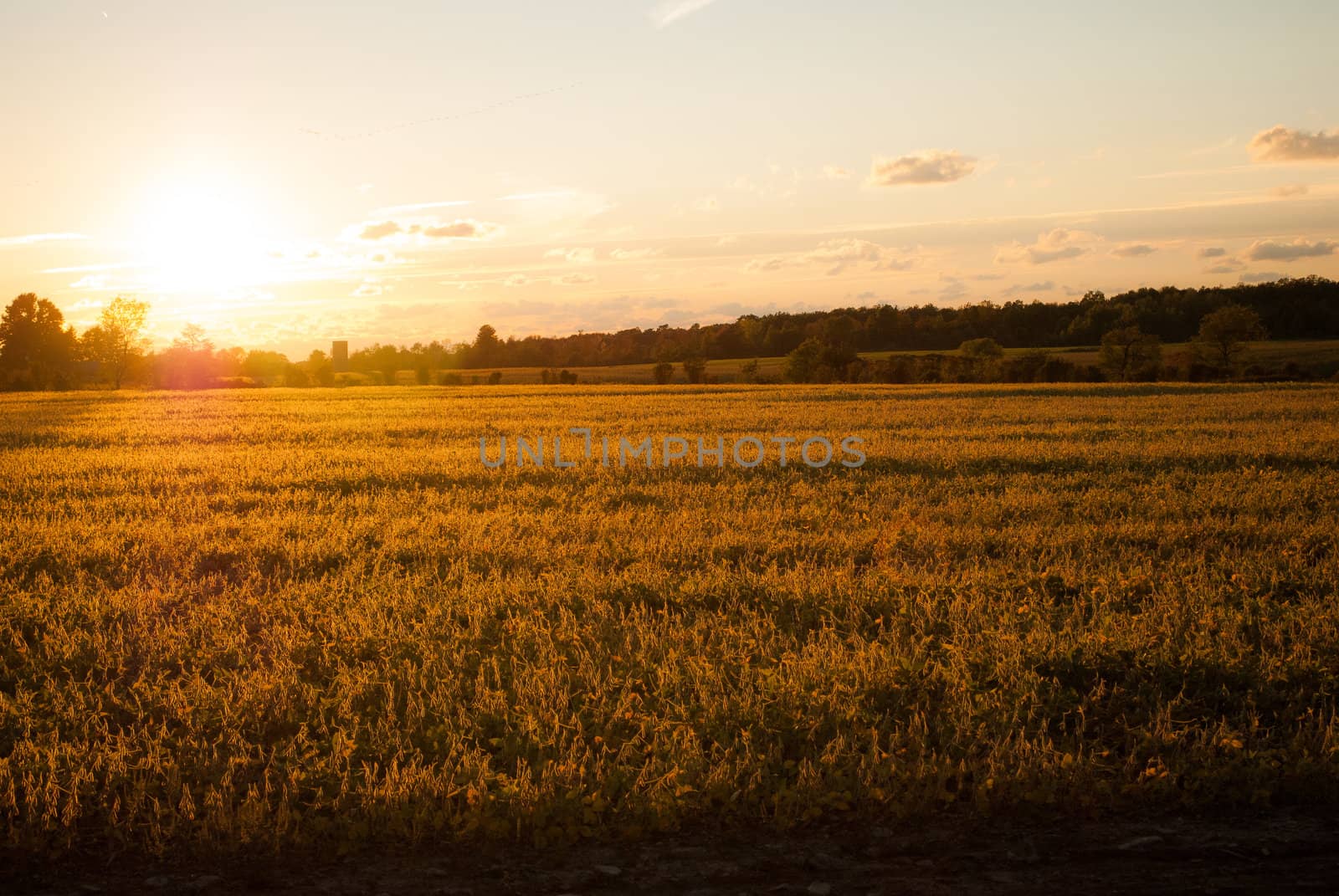 Photograph of the setting sun crosslighting an agricultural field near Buffalo New York.