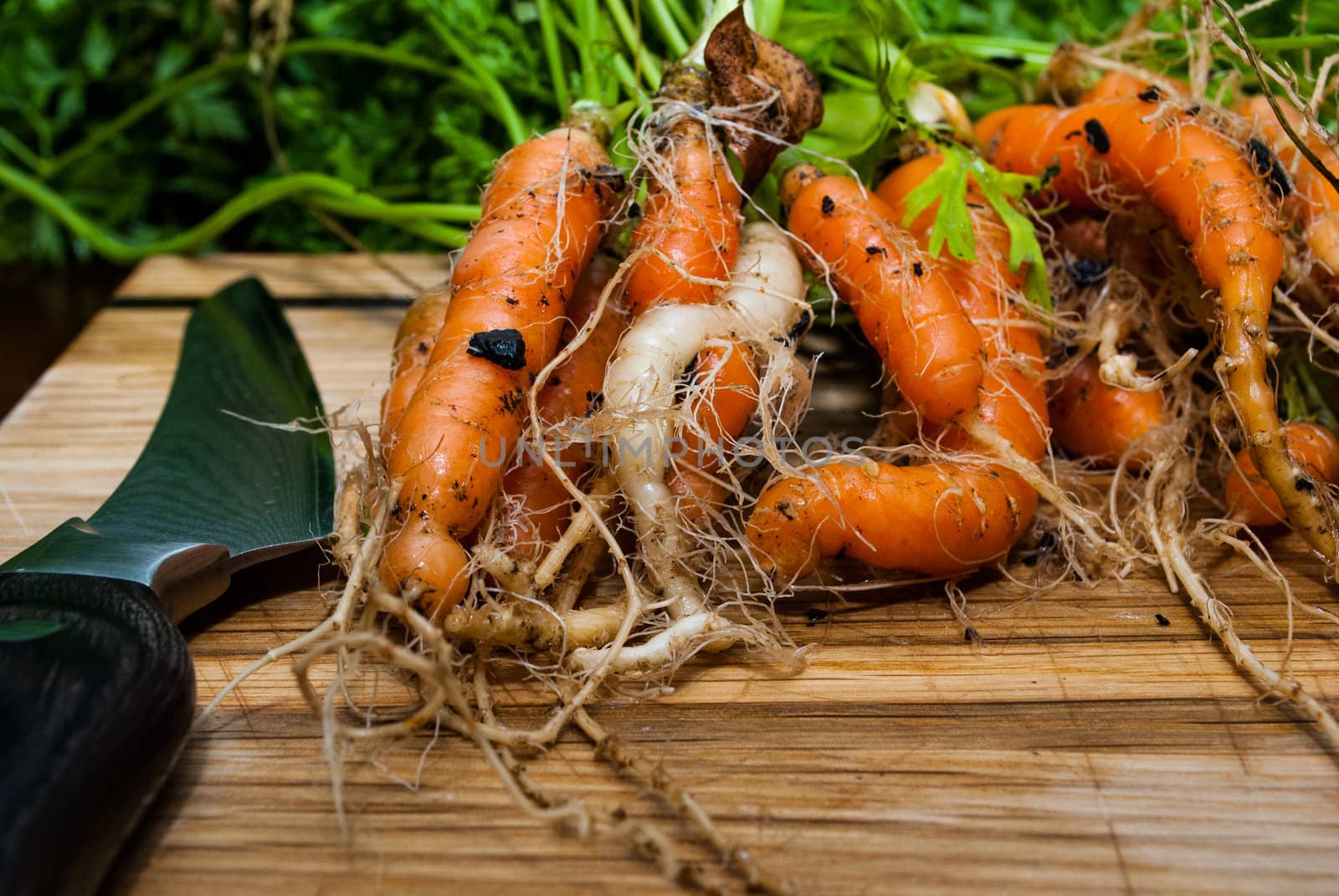 Photograph of Carrots Pulled from Garden by oliverjw
