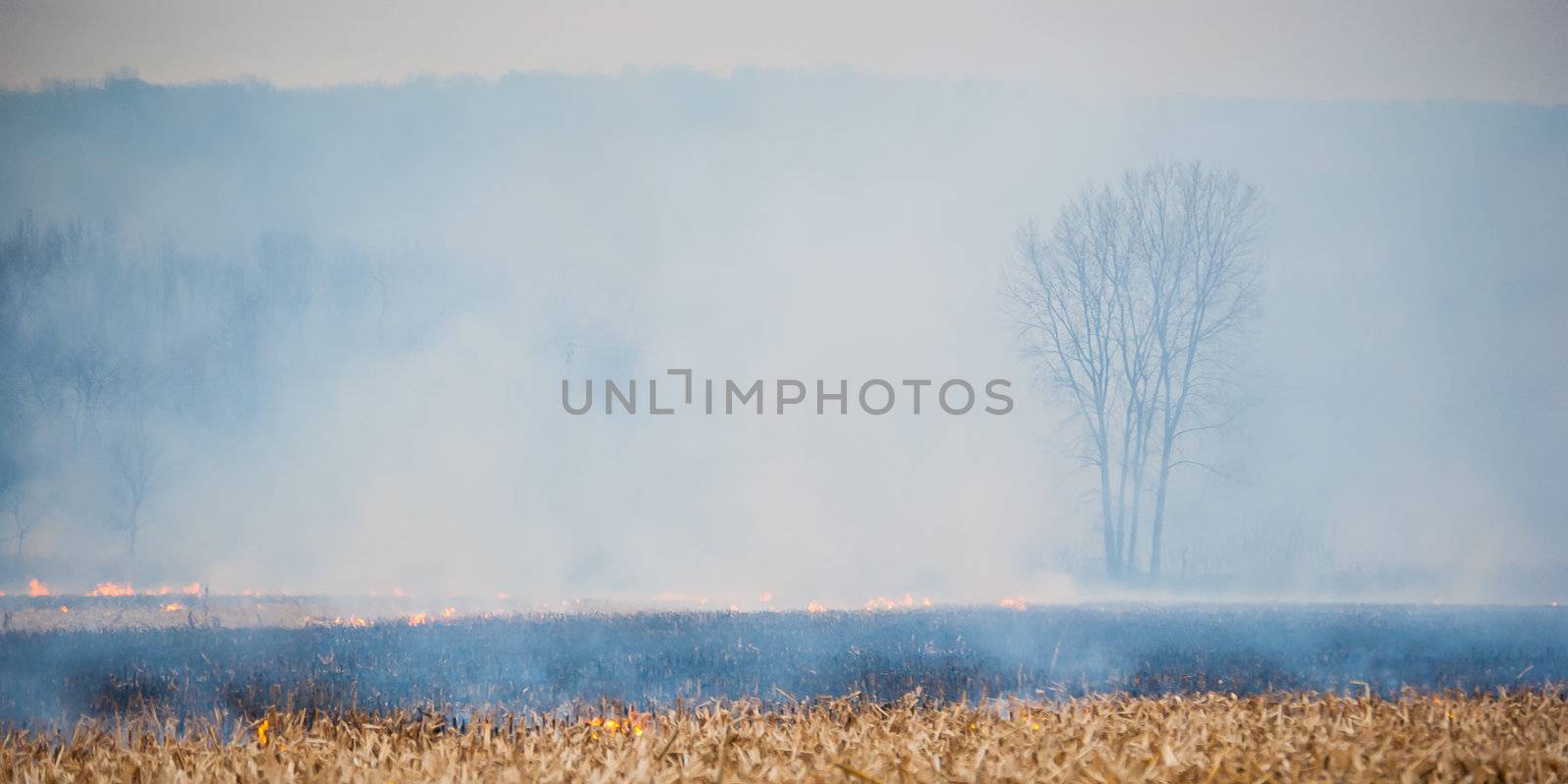 Photograph of a smoke shrouded barren tree as fire burns around its base.
