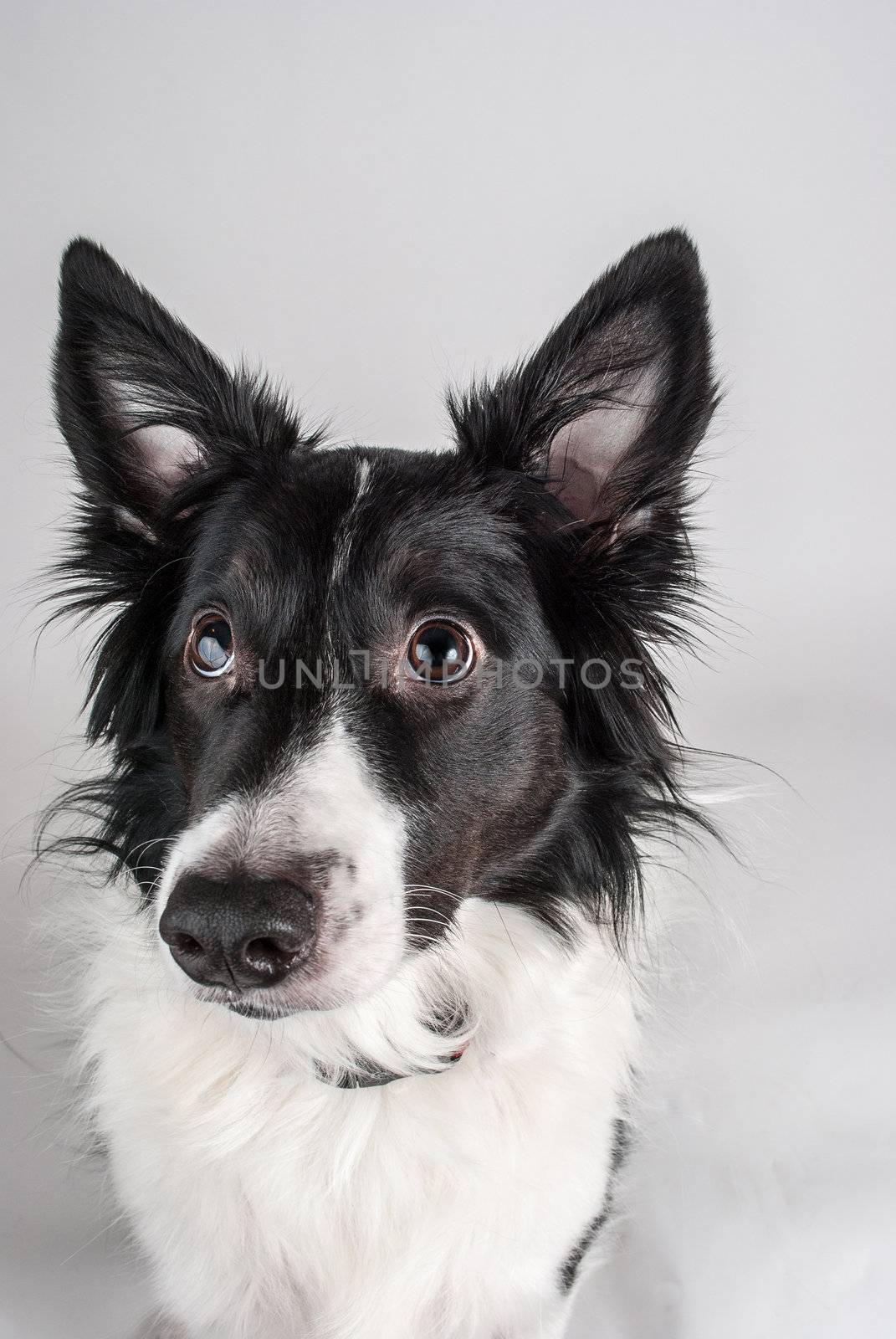Photogrpah of an attentive Border Collie on white background begging for attention.