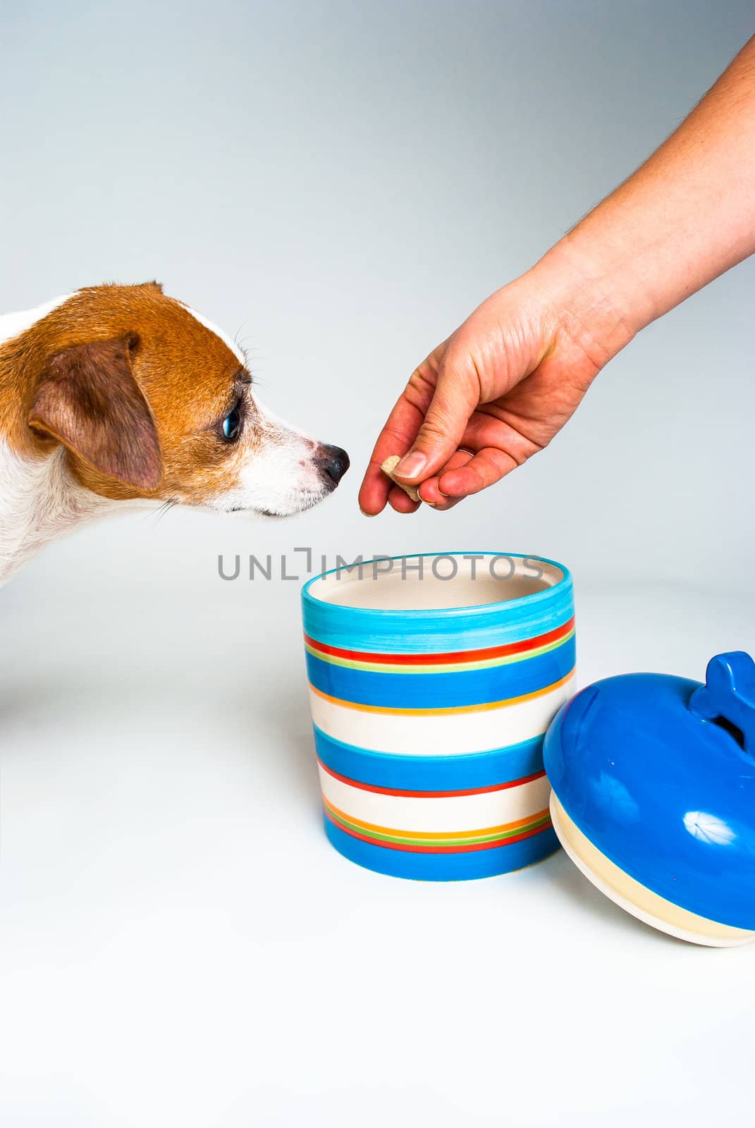 Photograph of a lone Jack Russell about to et a treat from a colorful cookie jar taken on a white background.  Most of Jack Russell is off camera.