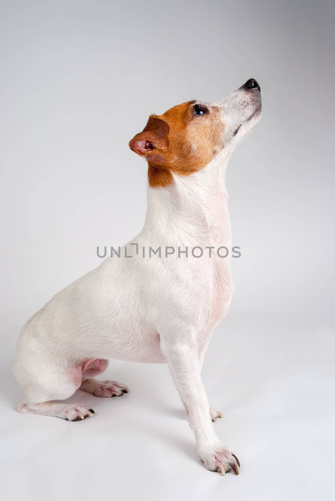 Photograph of a Jack Russell Terrier looking off camera.
