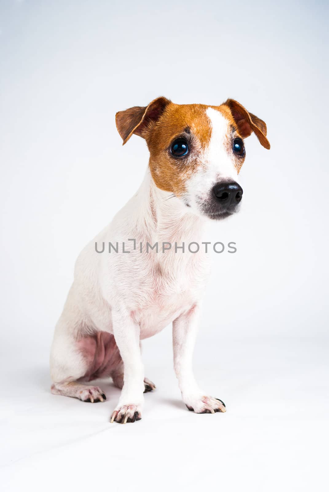 Photograph of a Jack Russell Terrier looking off camera.