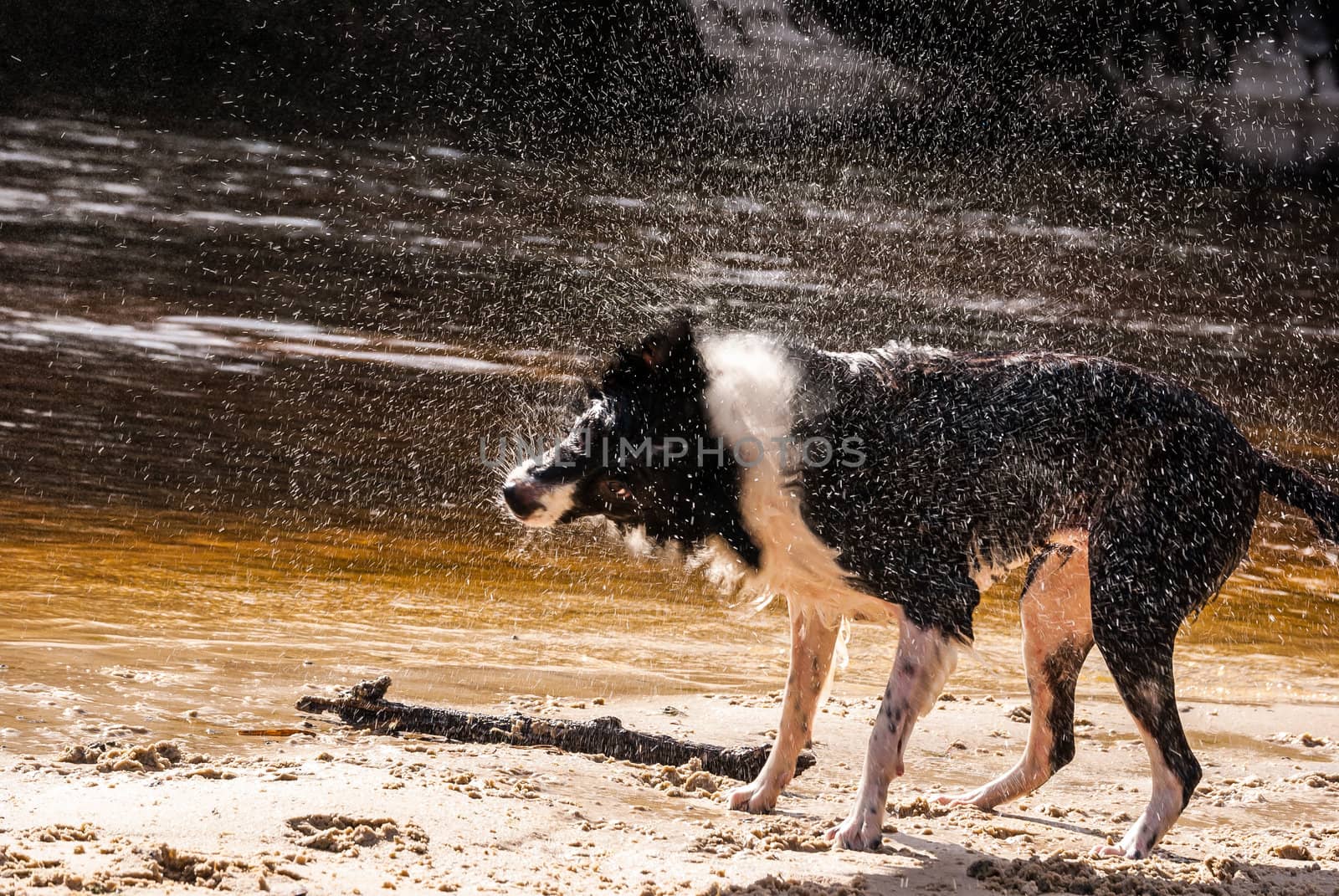 Photograph of a Border Collie who was recently in the river water on the river bank shaking off water.  Fast shutter speed freezes water droplets in air.