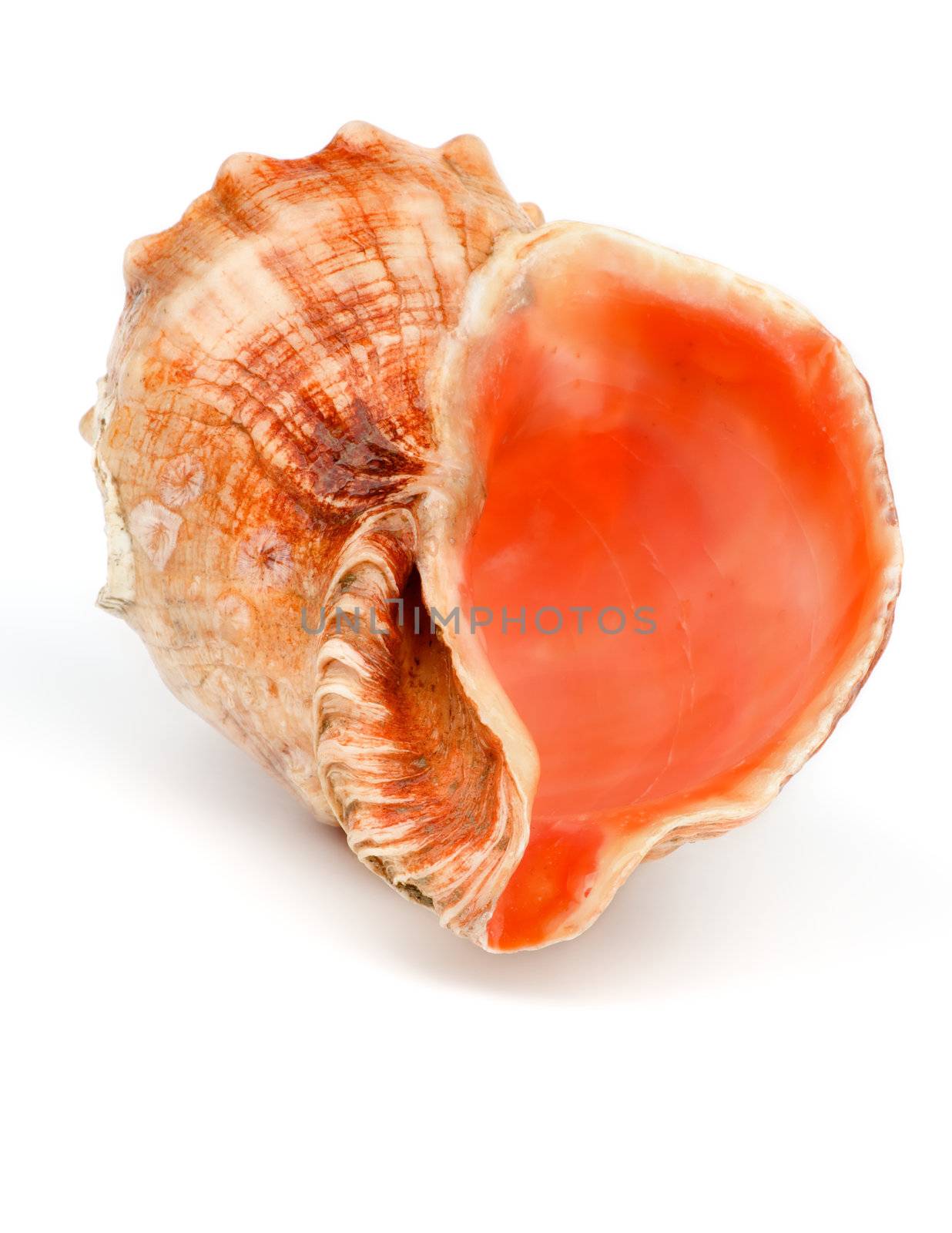 Conch Sea Shell by zhekos