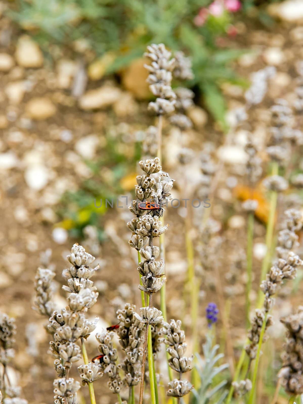 thumbtack, red bug, on a stalk of lavender by neko92vl
