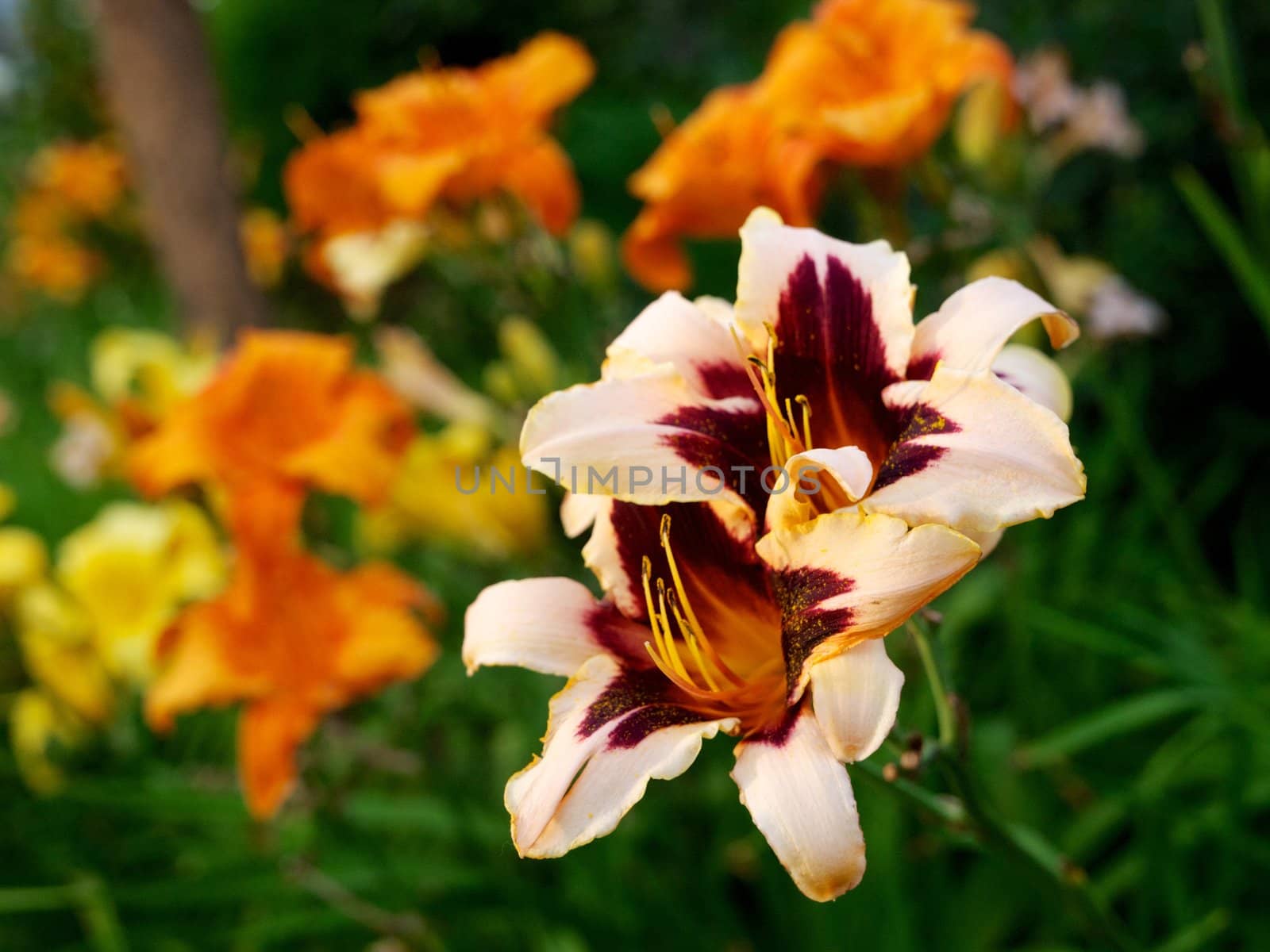 Day-lily flowers in a garden. Photo with blurred background.