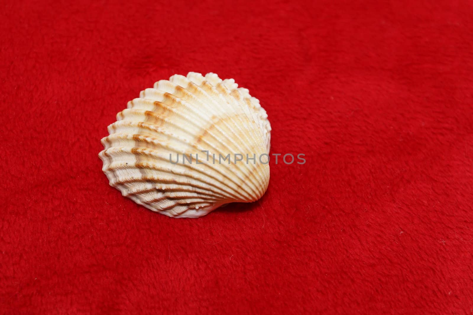 sea shell on a red background by iness007