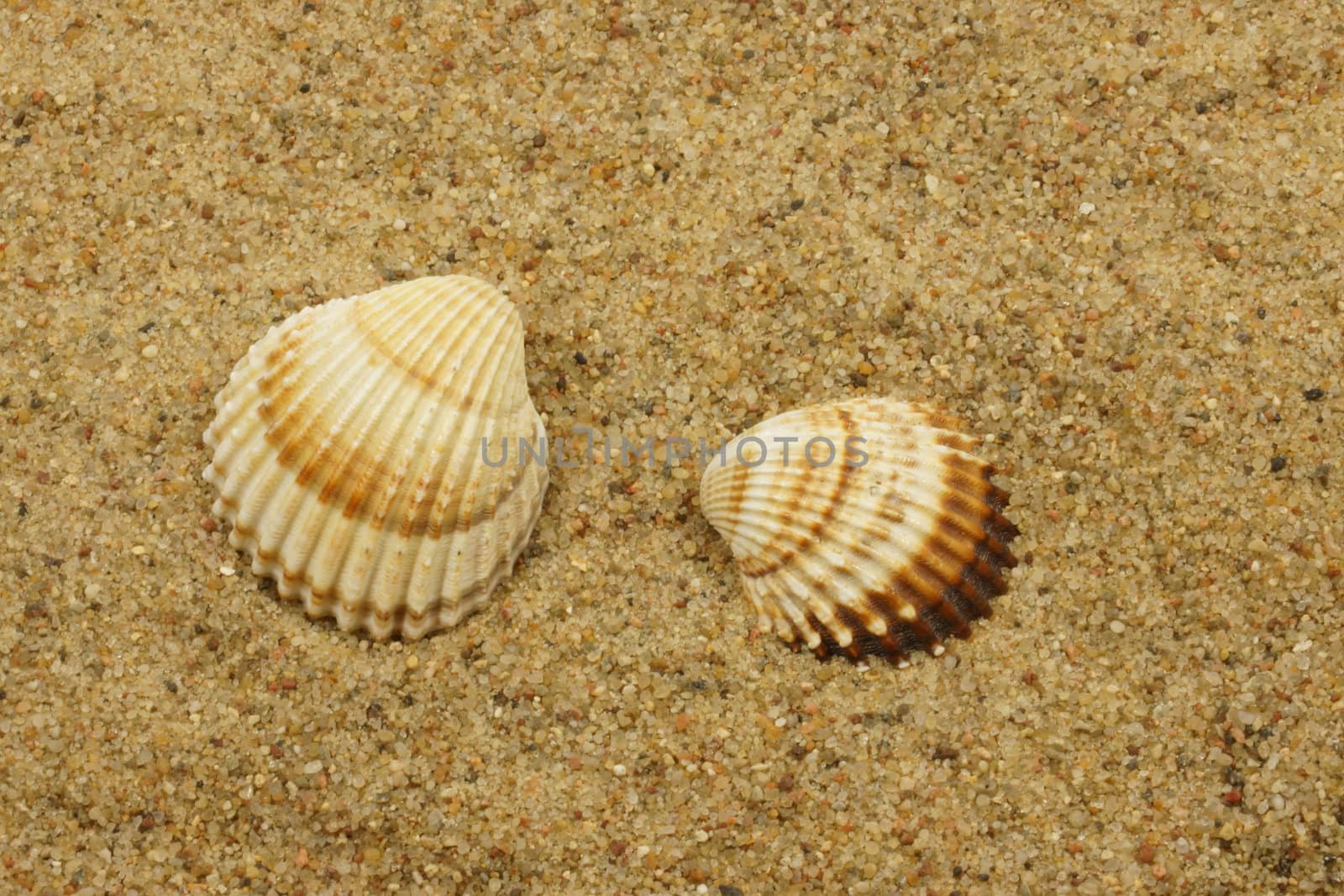 sea shells on a sand