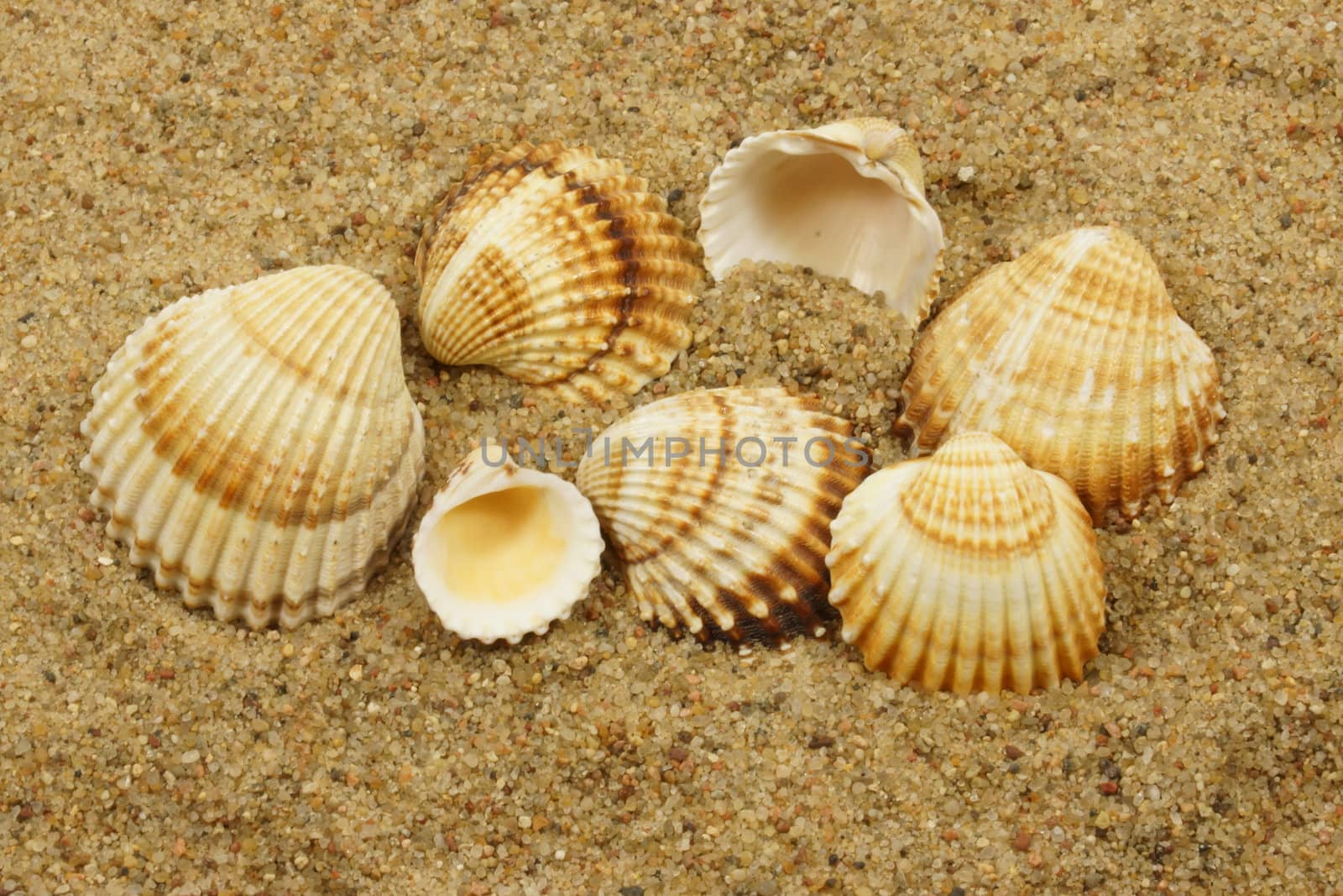 sea shells on a sand