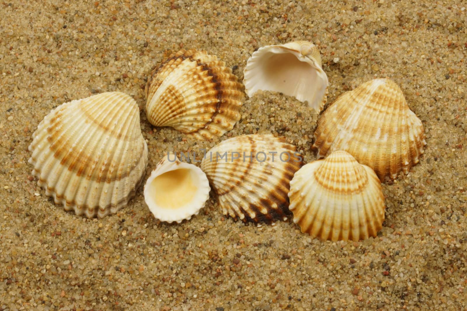 sea shells on a sand by iness007